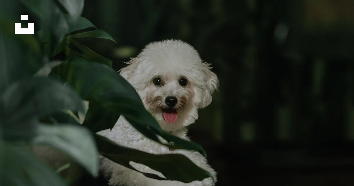 Getting Behind Icon Happy white fluffy dog hiding behind green monstera leaves - Free Photo ...
