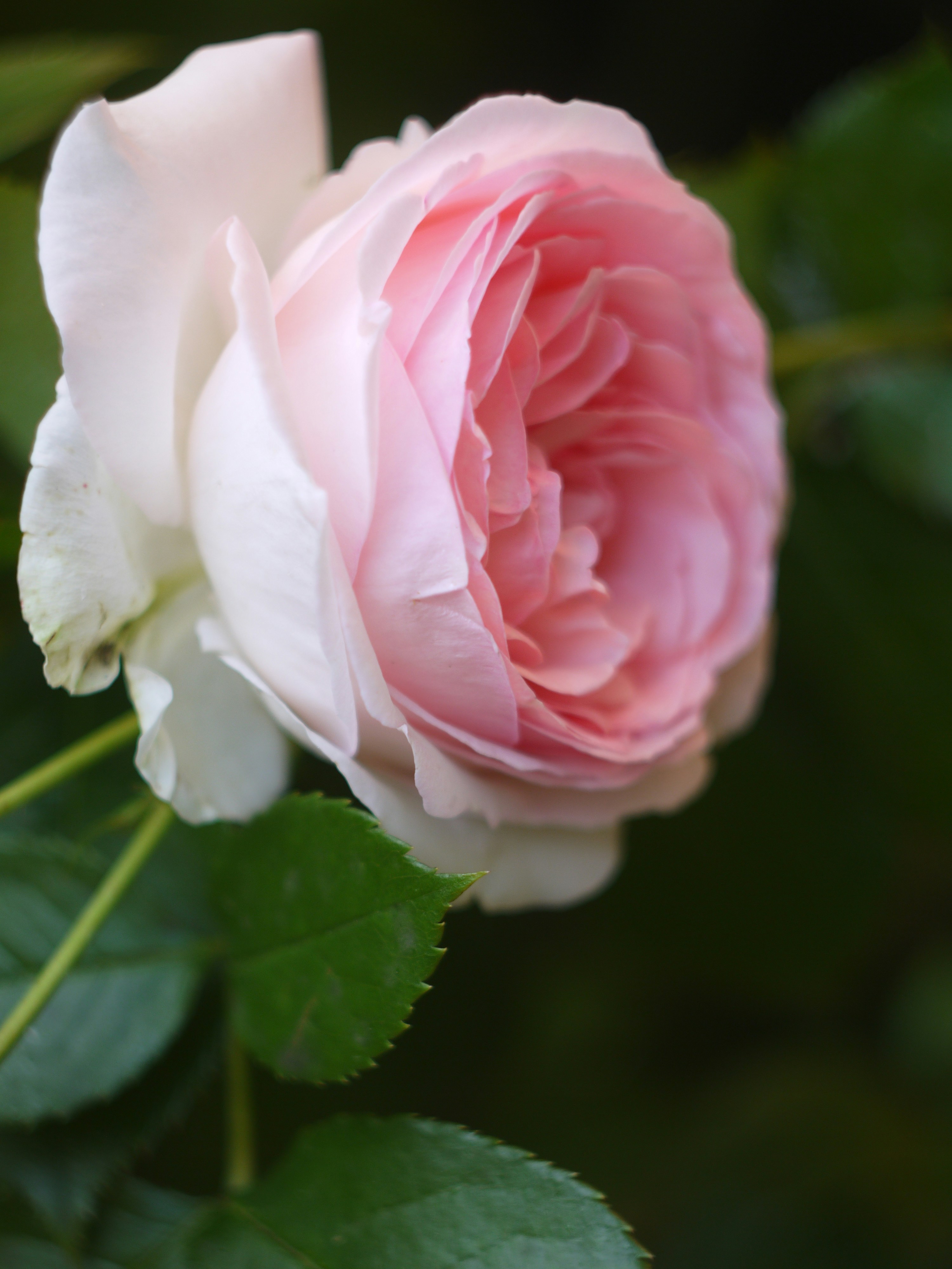 A beautiful pink and white rose with green leaves.