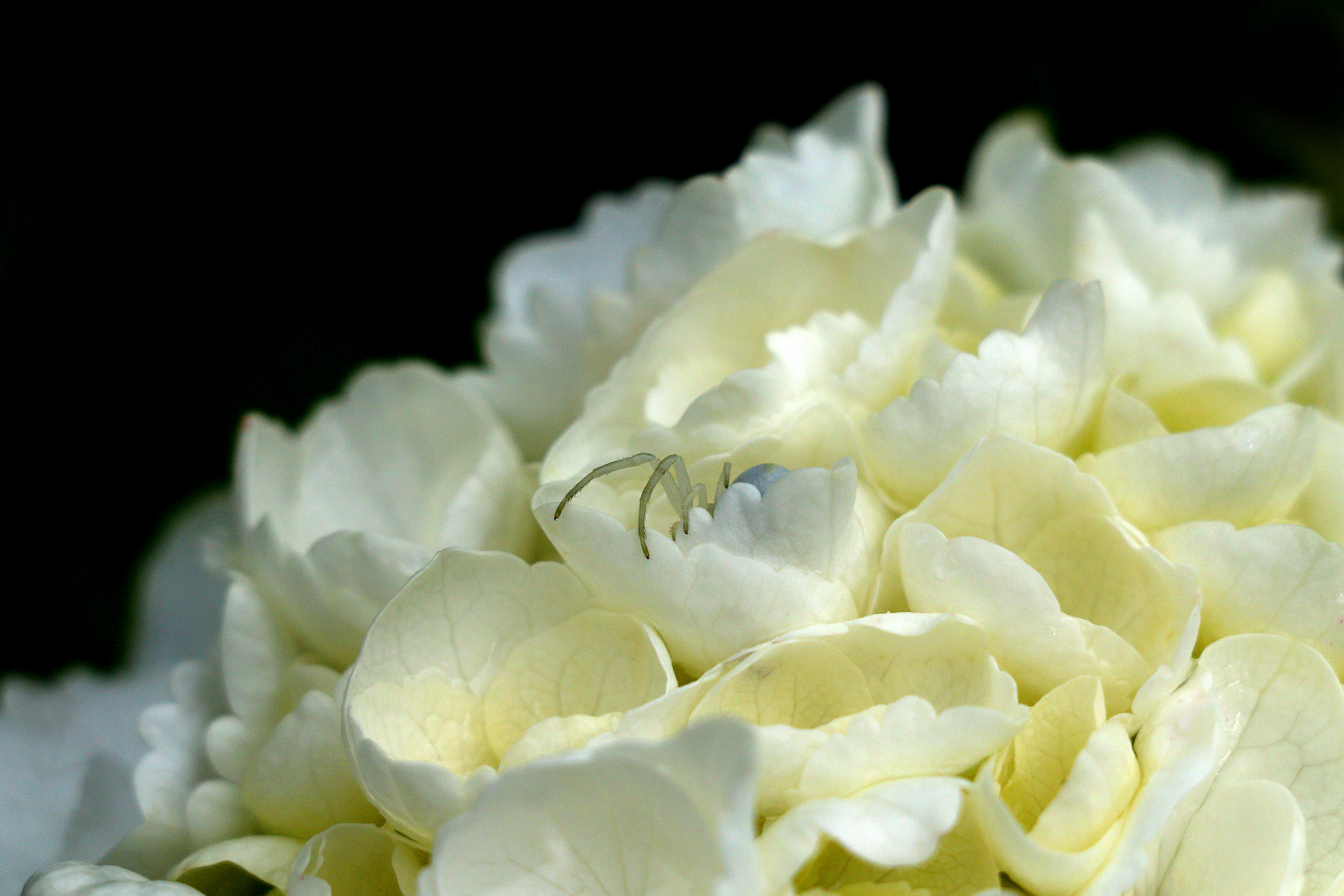 A white crab spider camouflaged on white hydrangea flowers.