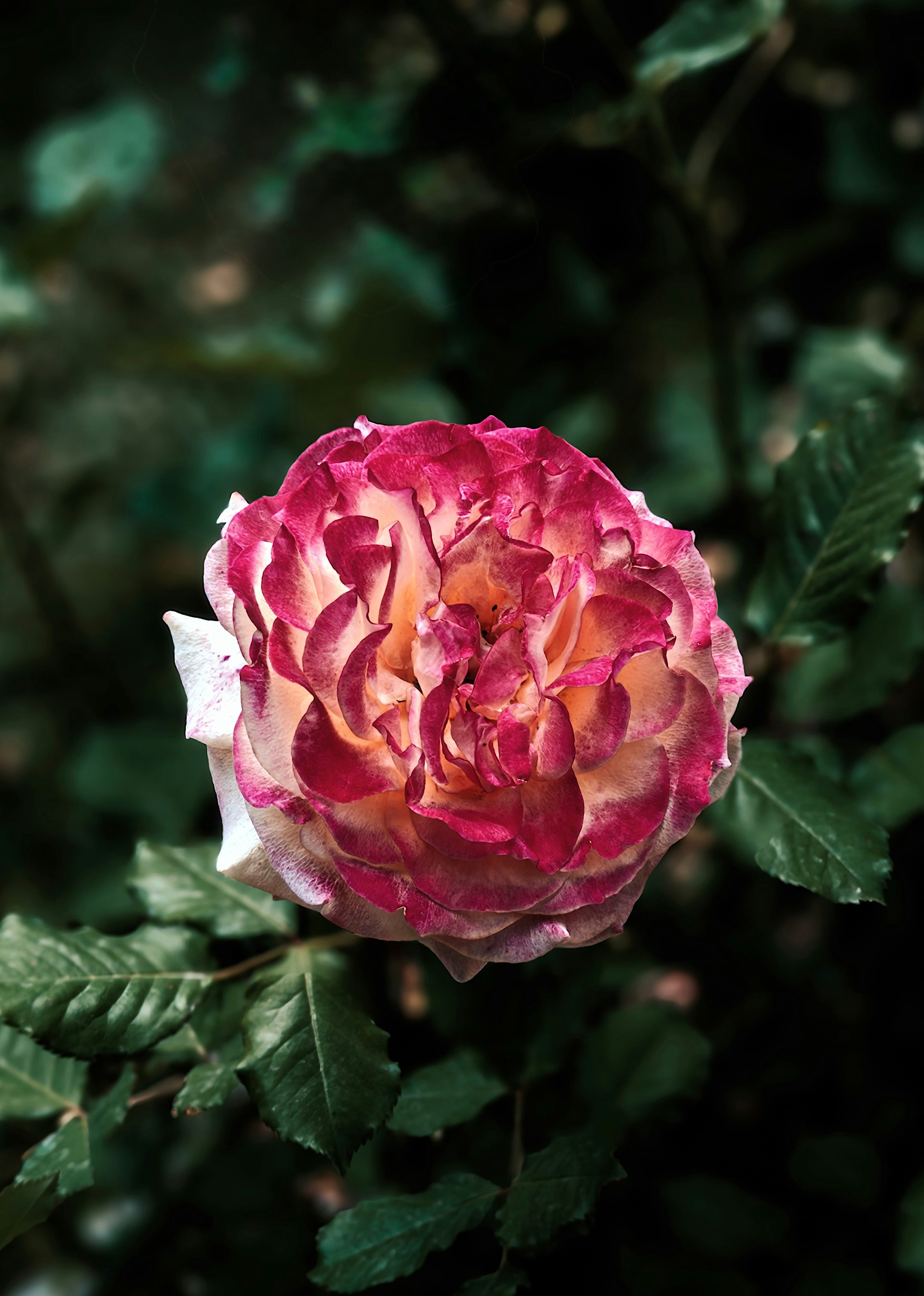 A vibrant pink and yellow rose blooming amidst green leaves.
