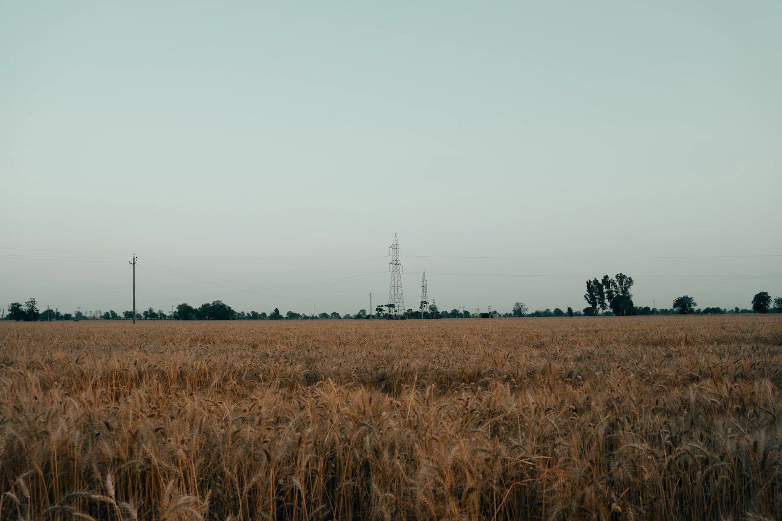 Golden wheat under a clear sky