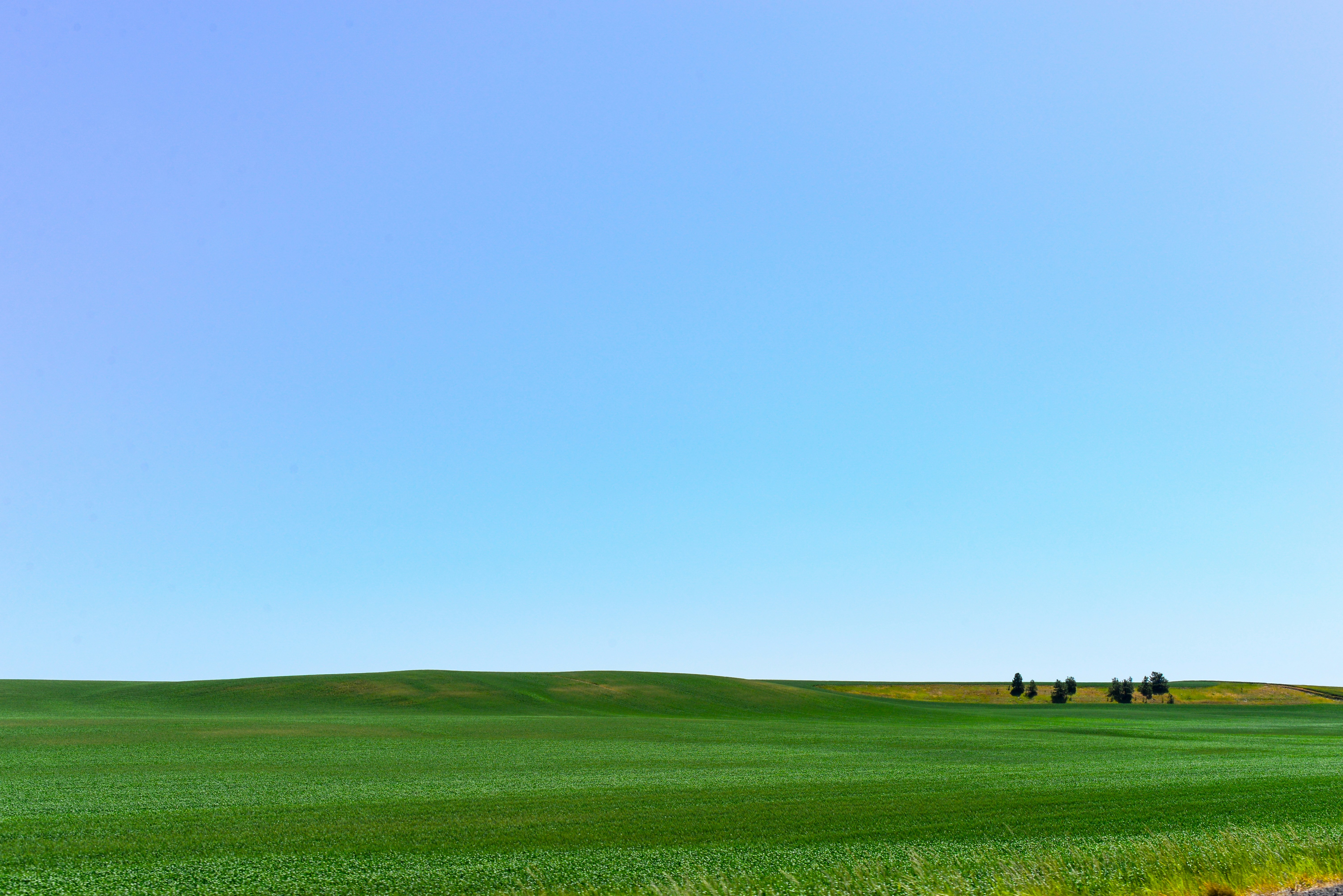 Weite grüne Landschaft mit fernen Bäumen unter blauem Himmel.
