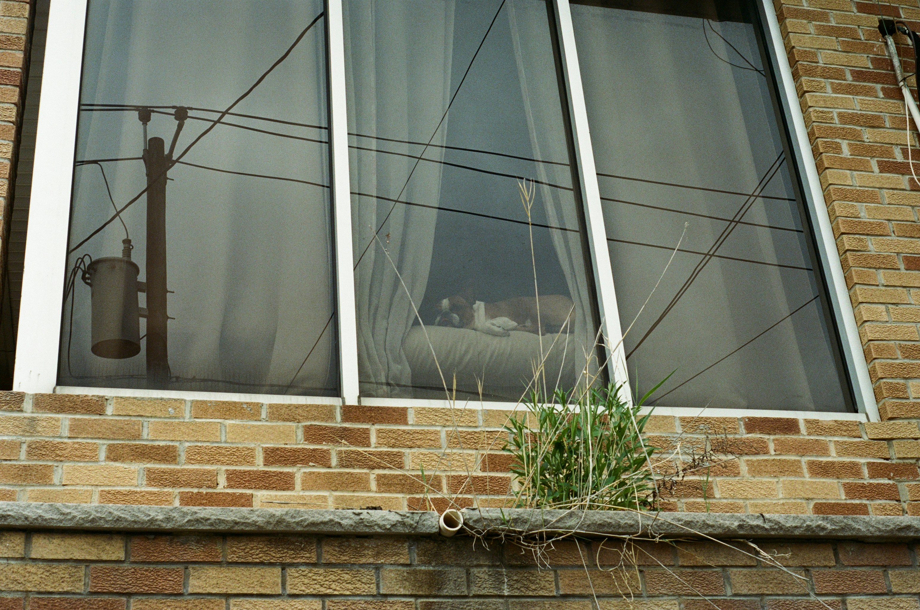 Cat visible in window of brick building