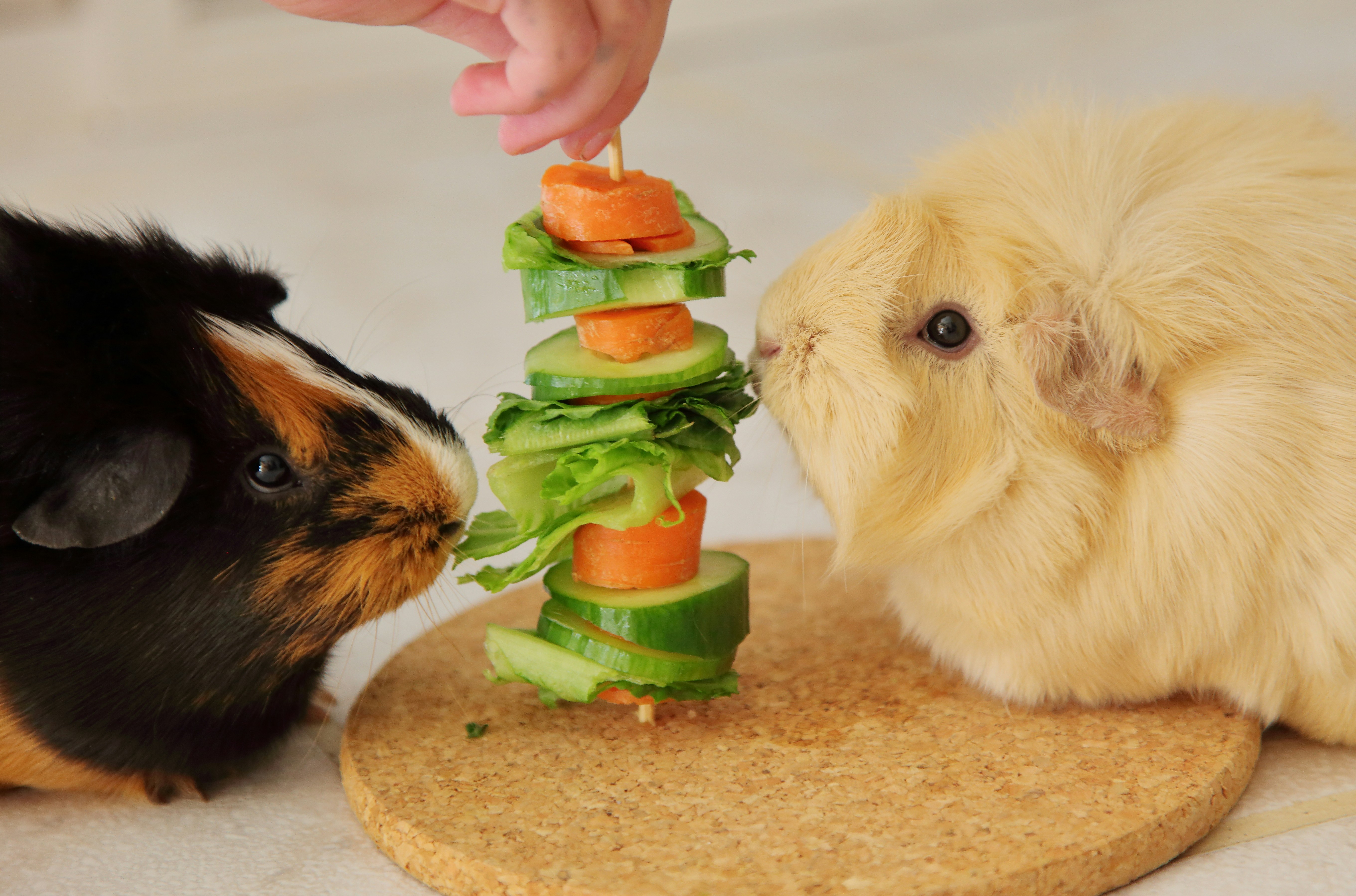 best exotic pet enrichment products inside a well-equipped habitat