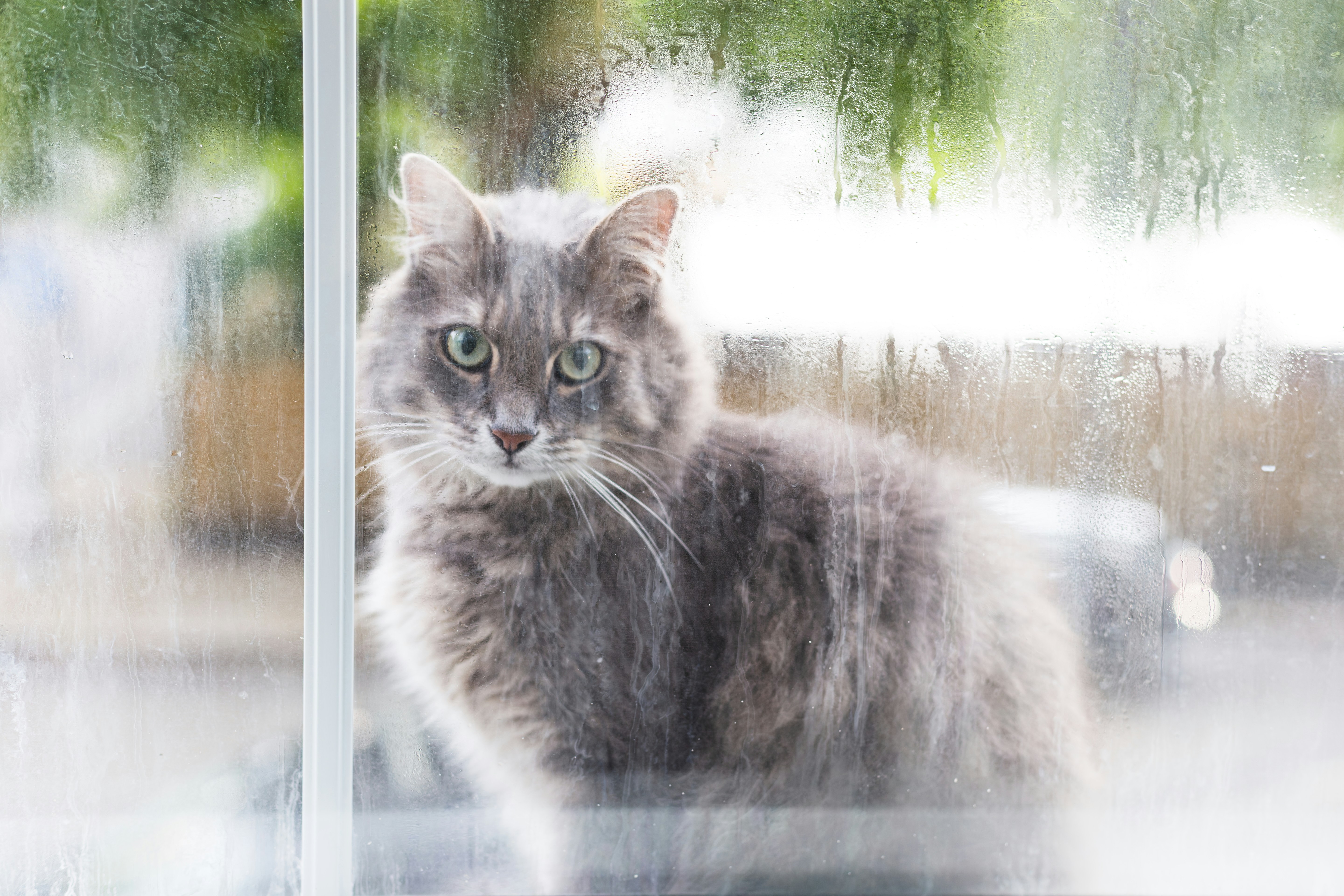 Grey cat looking through a rainy window