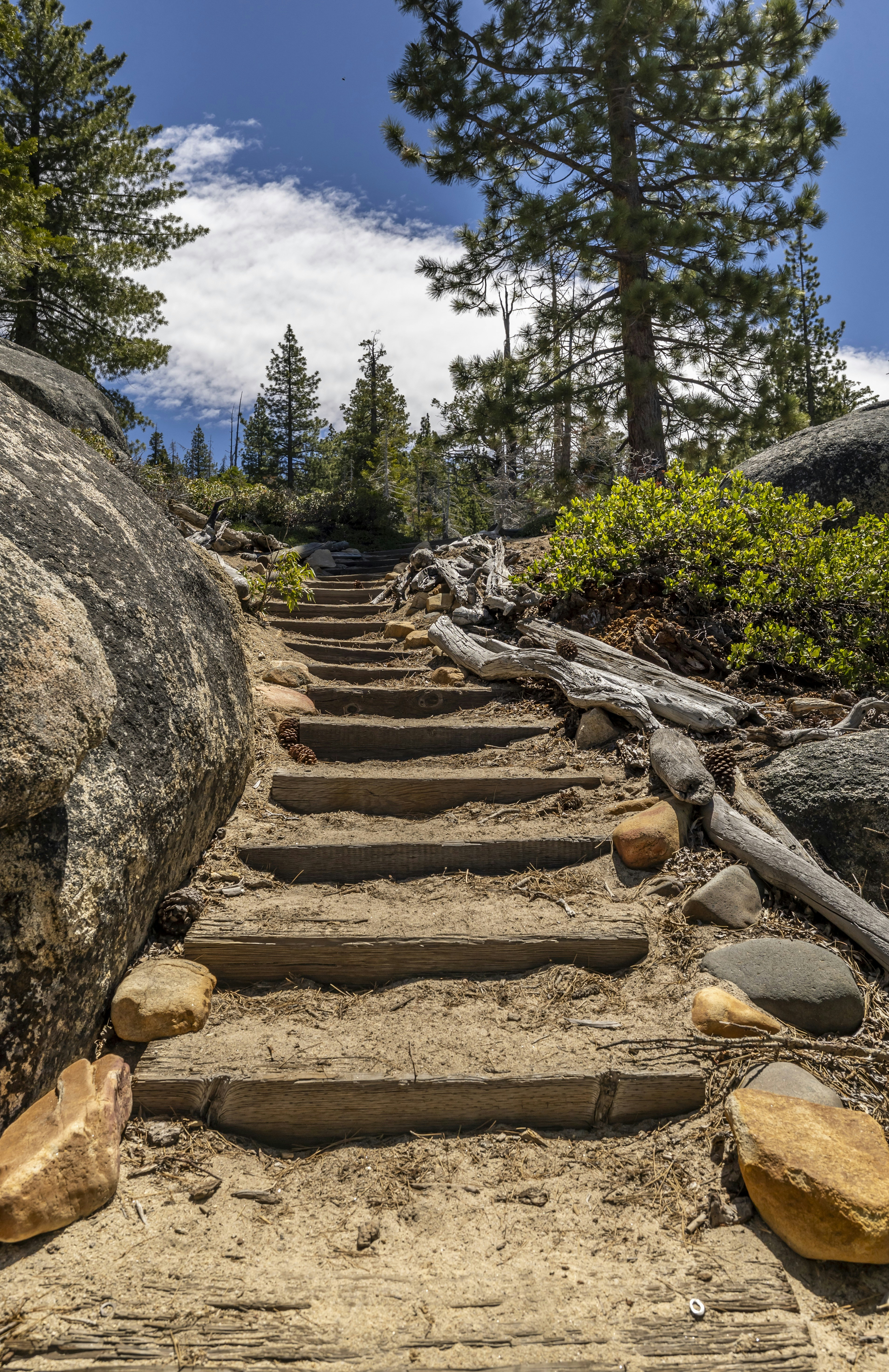 Rustic wooden steps climb a sandy path through a forest.