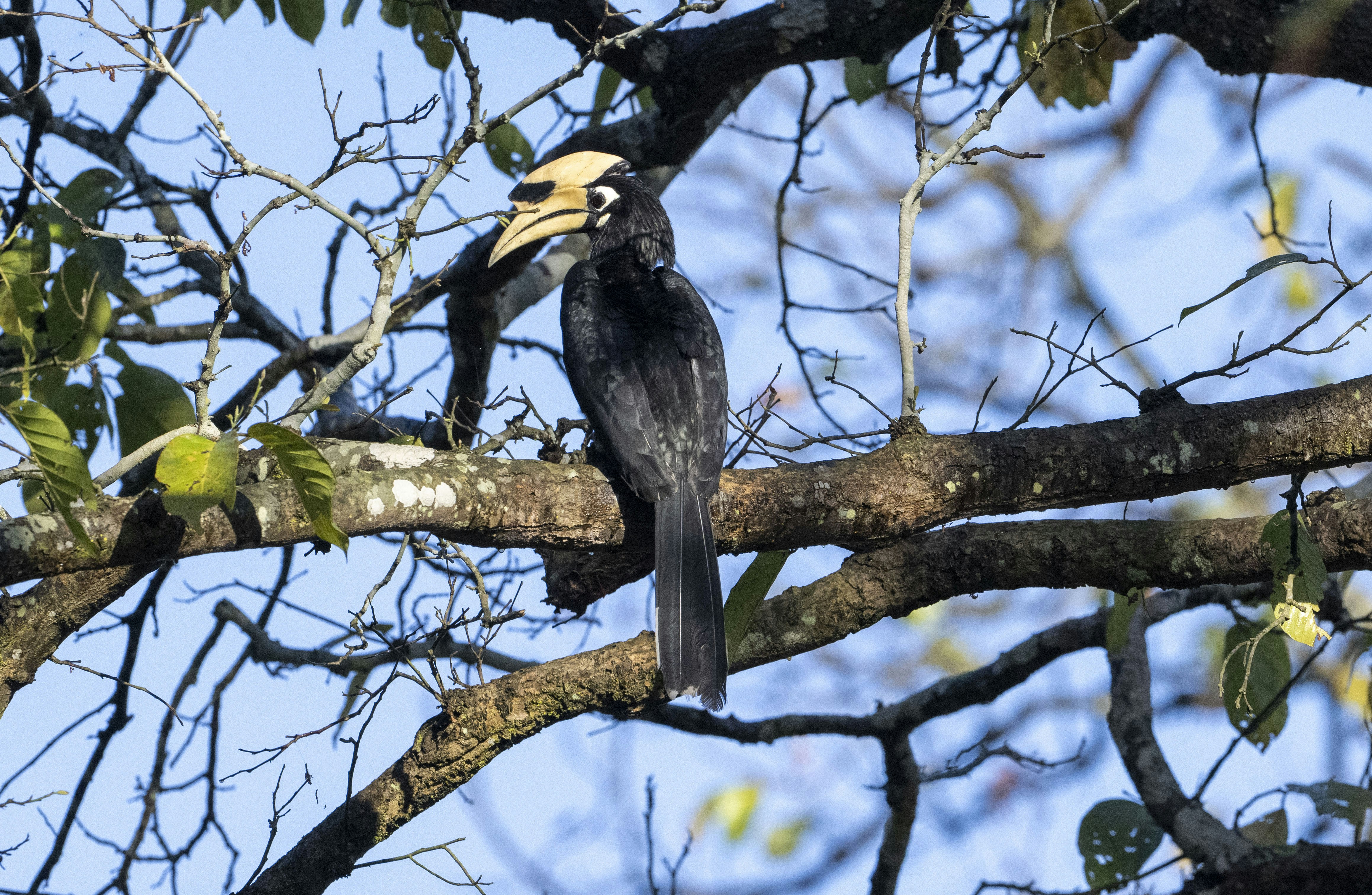 Photo by rapssafaris