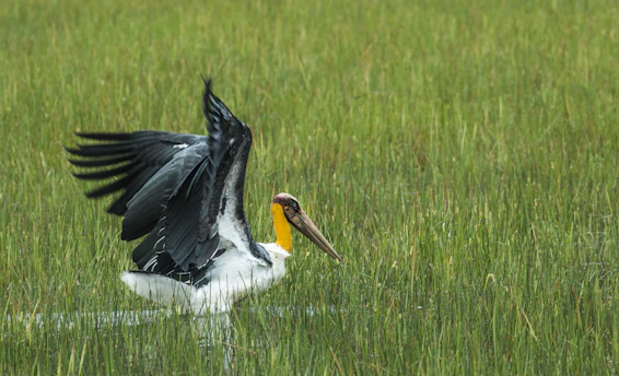 A yellow-necked stork spreading wings in a lush green field