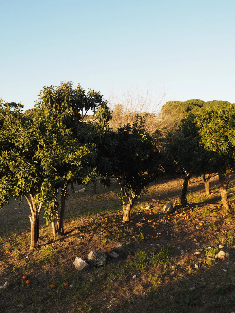 Naranjal en una ladera soleada de Sicilia