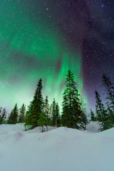 Green northern lights illuminate a snowy forest at night.