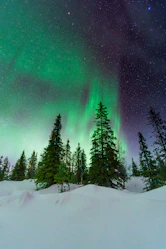 Green northern lights illuminate a snowy forest at night.
