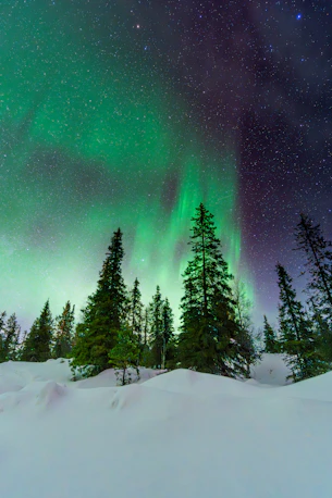 Green northern lights illuminate a snowy forest at night.
