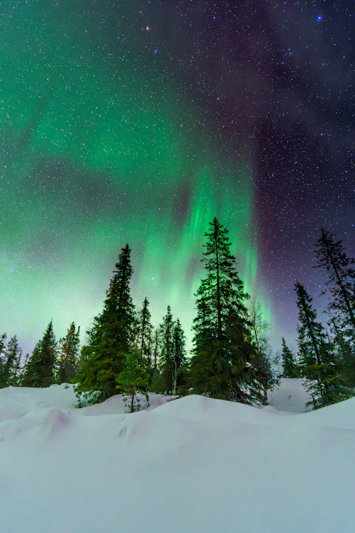 Green northern lights illuminate a snowy forest at night.
