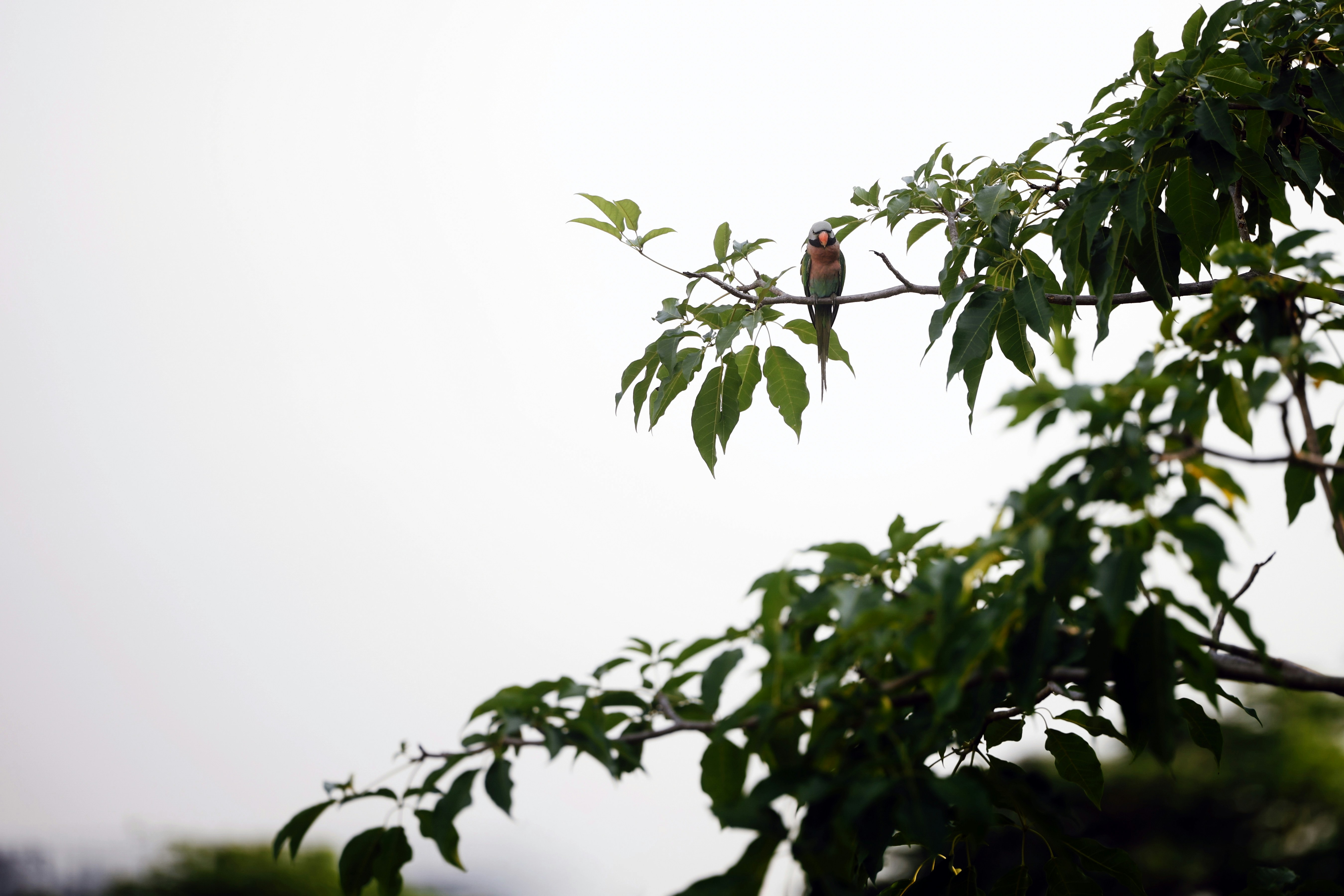 小さな鳥が葉の茂った木の枝に止まっています。