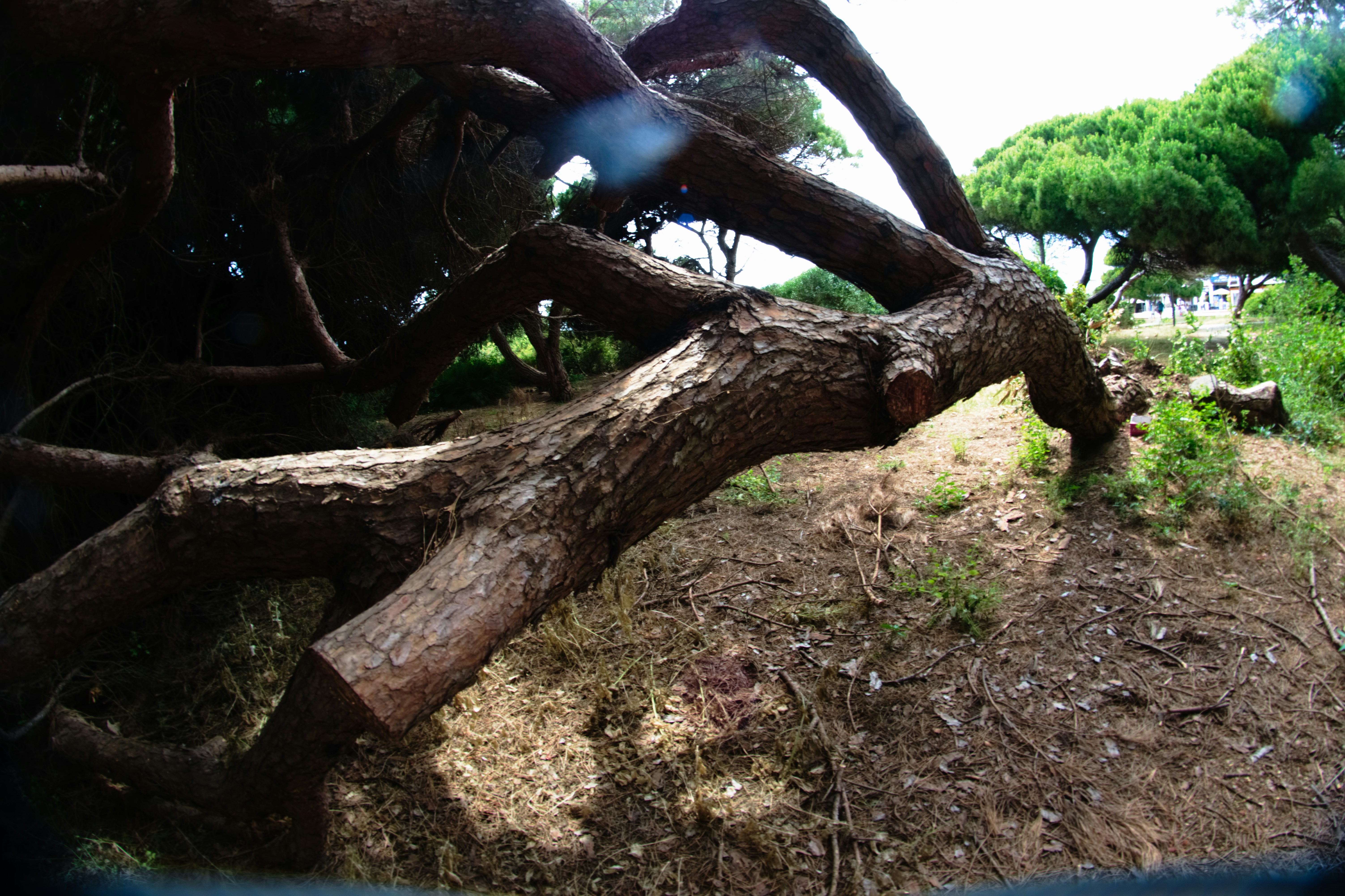 Twisted tree trunk and branches in a natural outdoor setting.