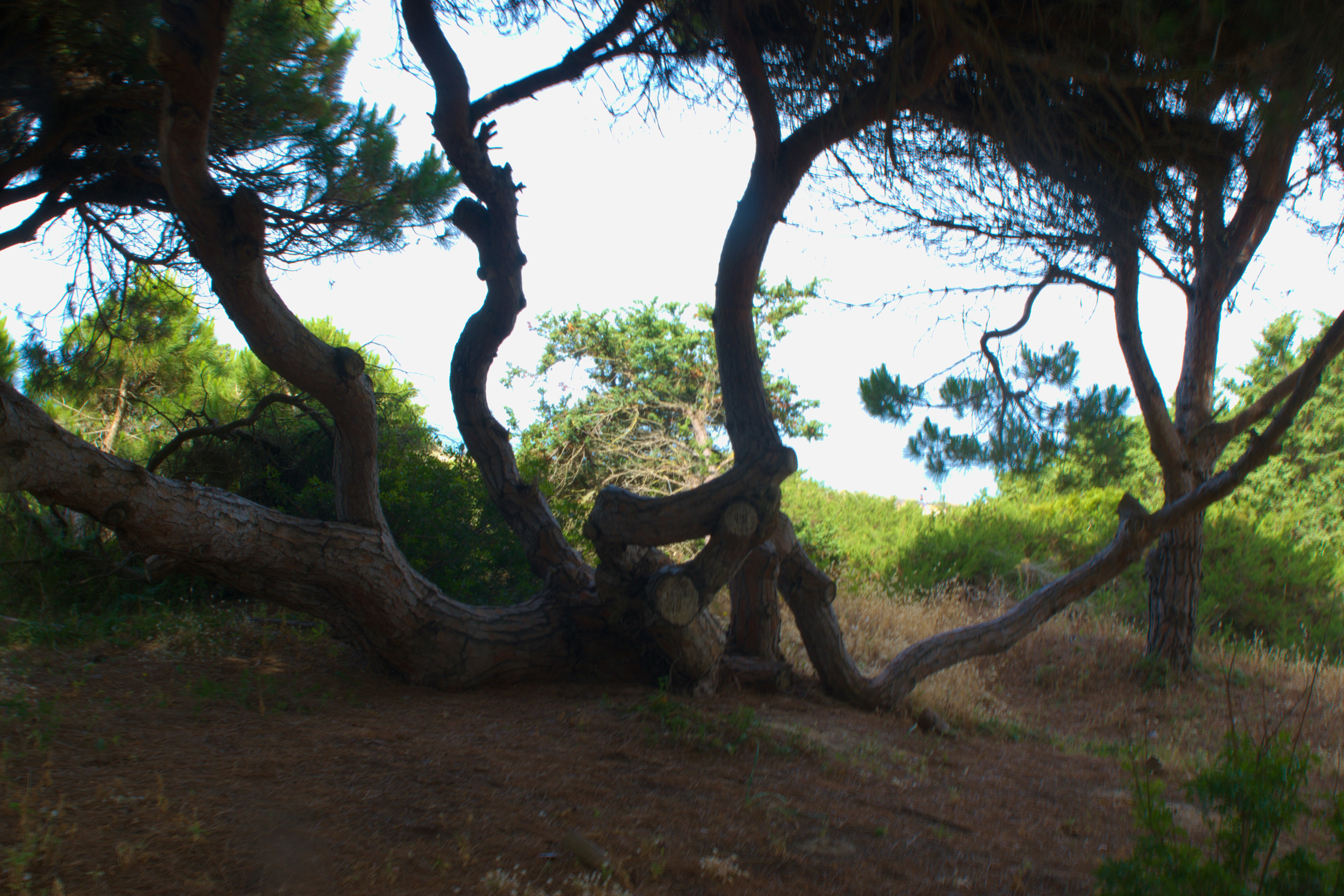 This is a hotel very close to the beach of Chiclana. It is an area full of vegettion and dunes