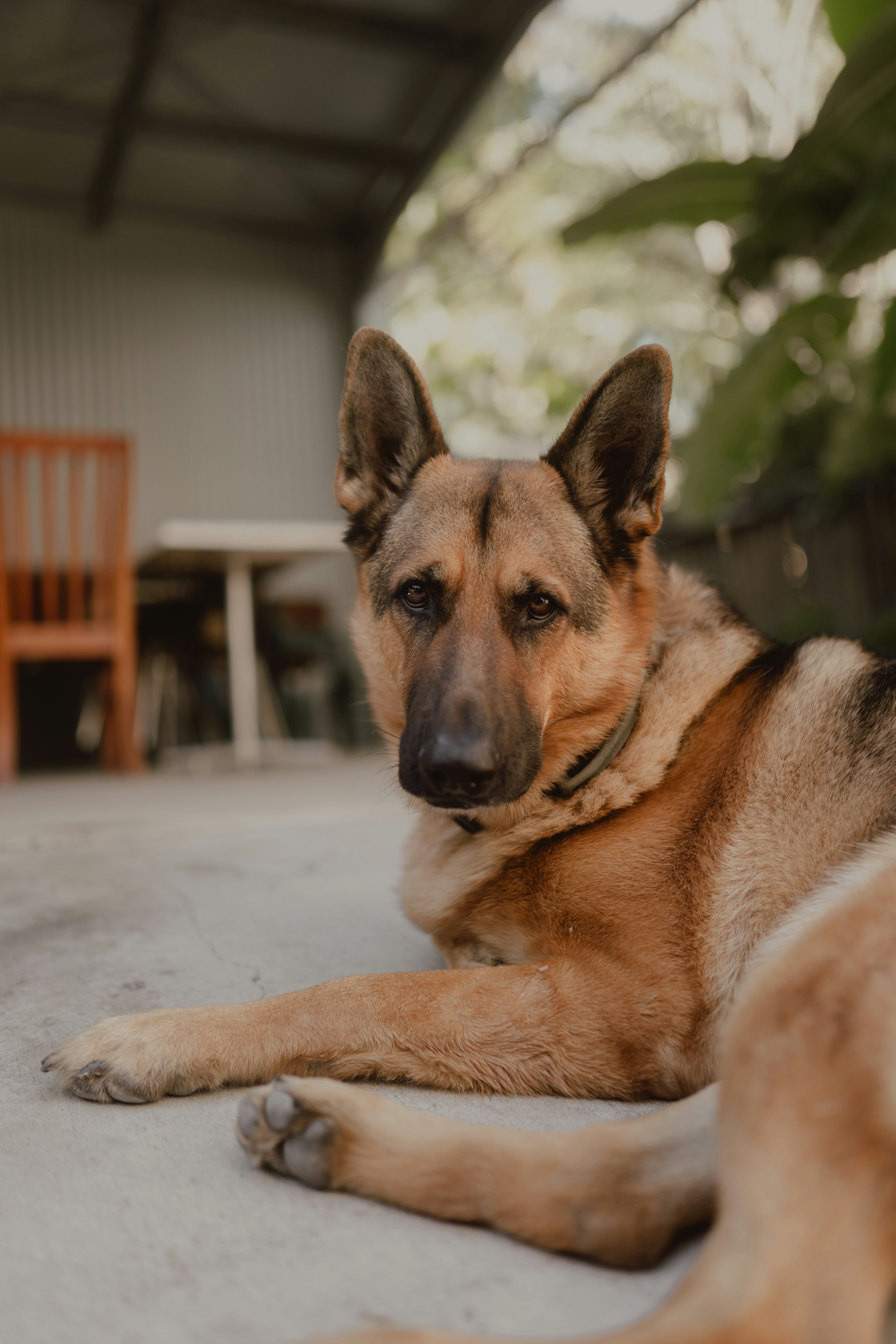 A german shepherd dog lying on a concrete patio.