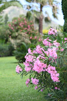 Pink oleander flowers blooming in a lush green garden.