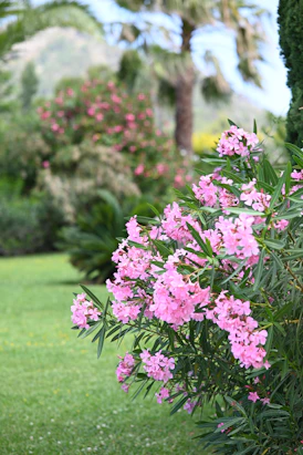 Pink oleander flowers blooming in a lush green garden.