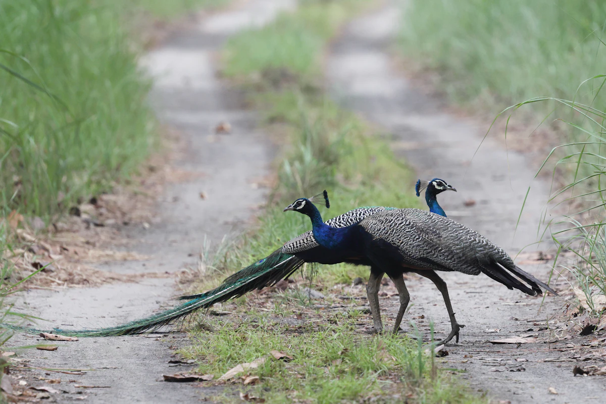 Peacocks strolling in Ranthambhore forest