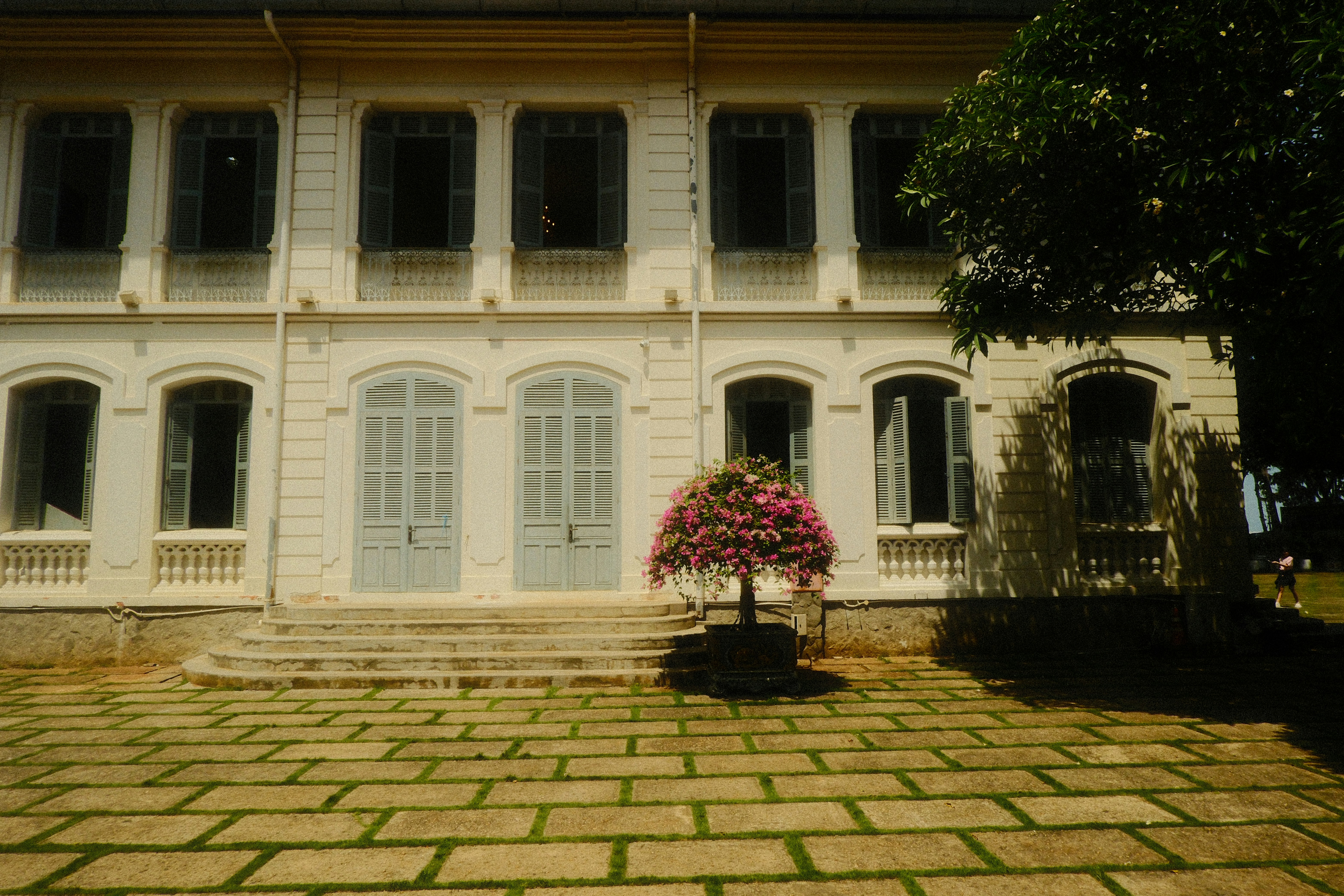 White building with blue shutters and a pink flowering plant.