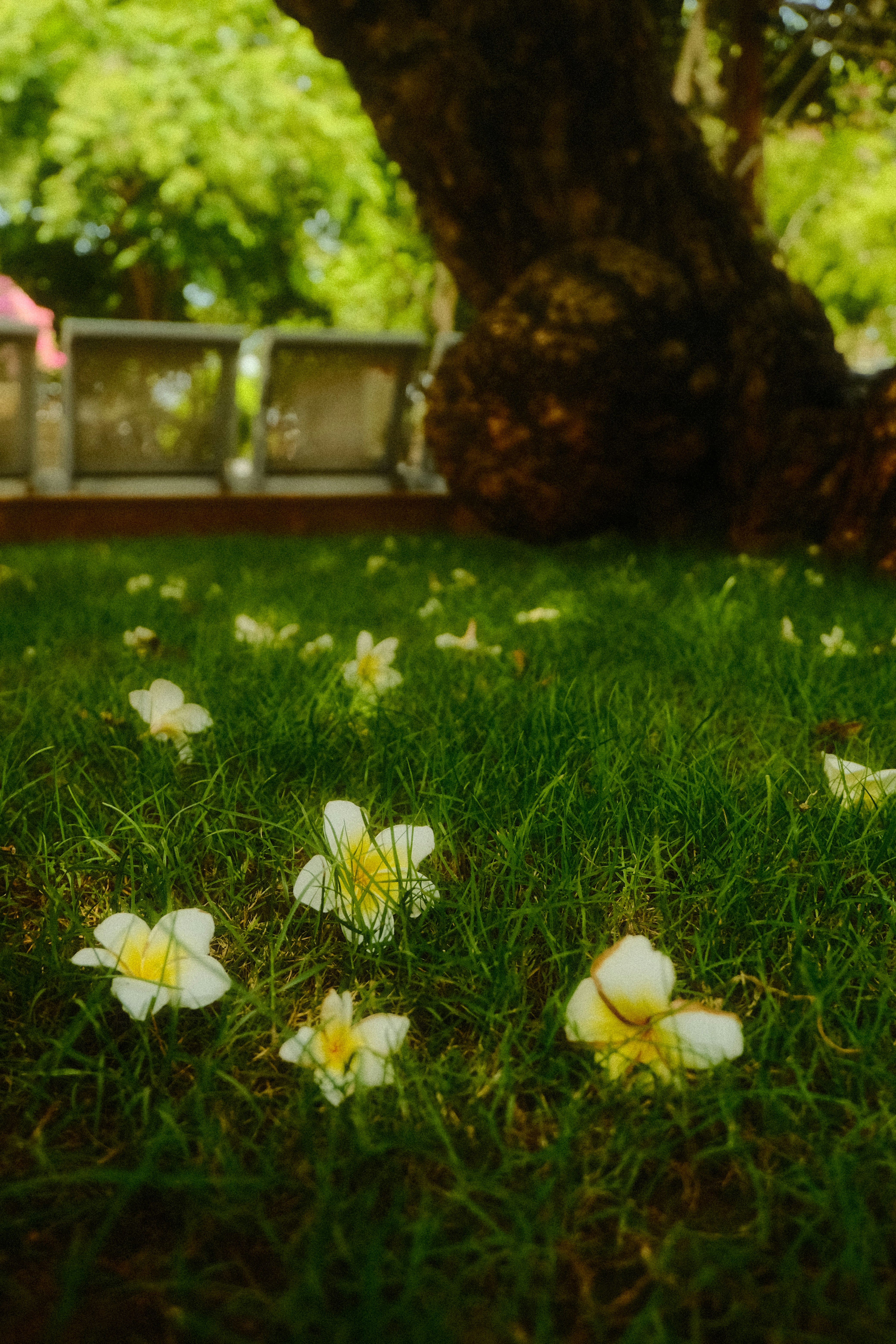 White and yellow flowers scattered on green grass.