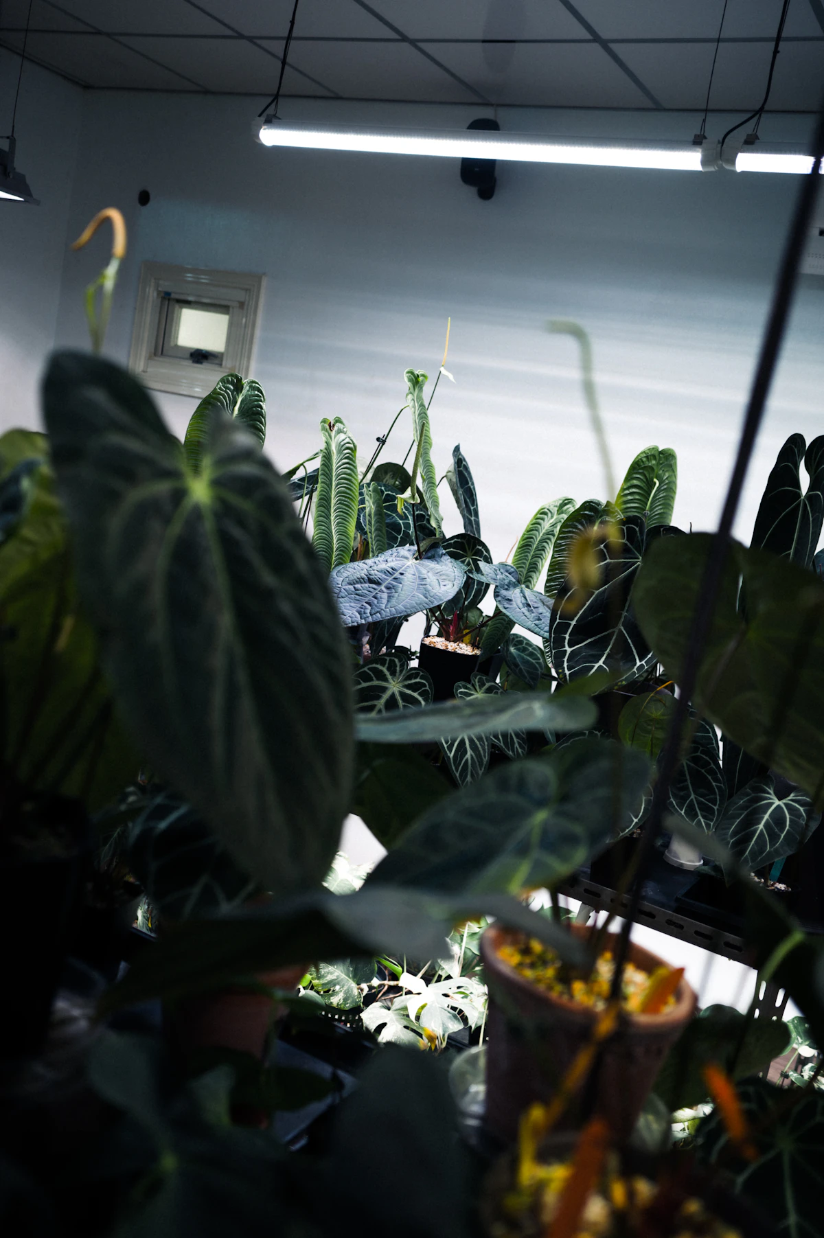 Plantas cultivadas bajo iluminación controlada