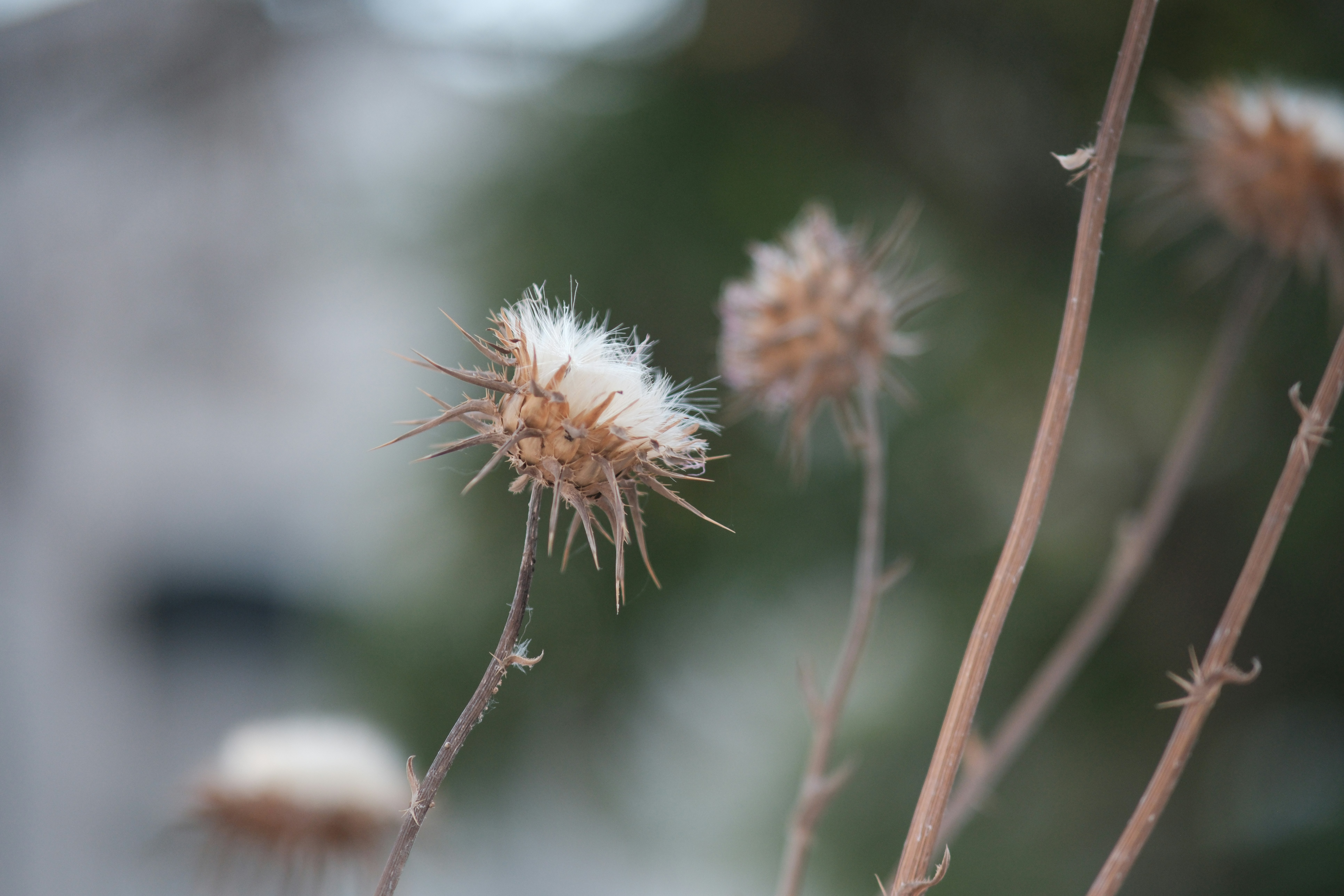 Photo by izafi