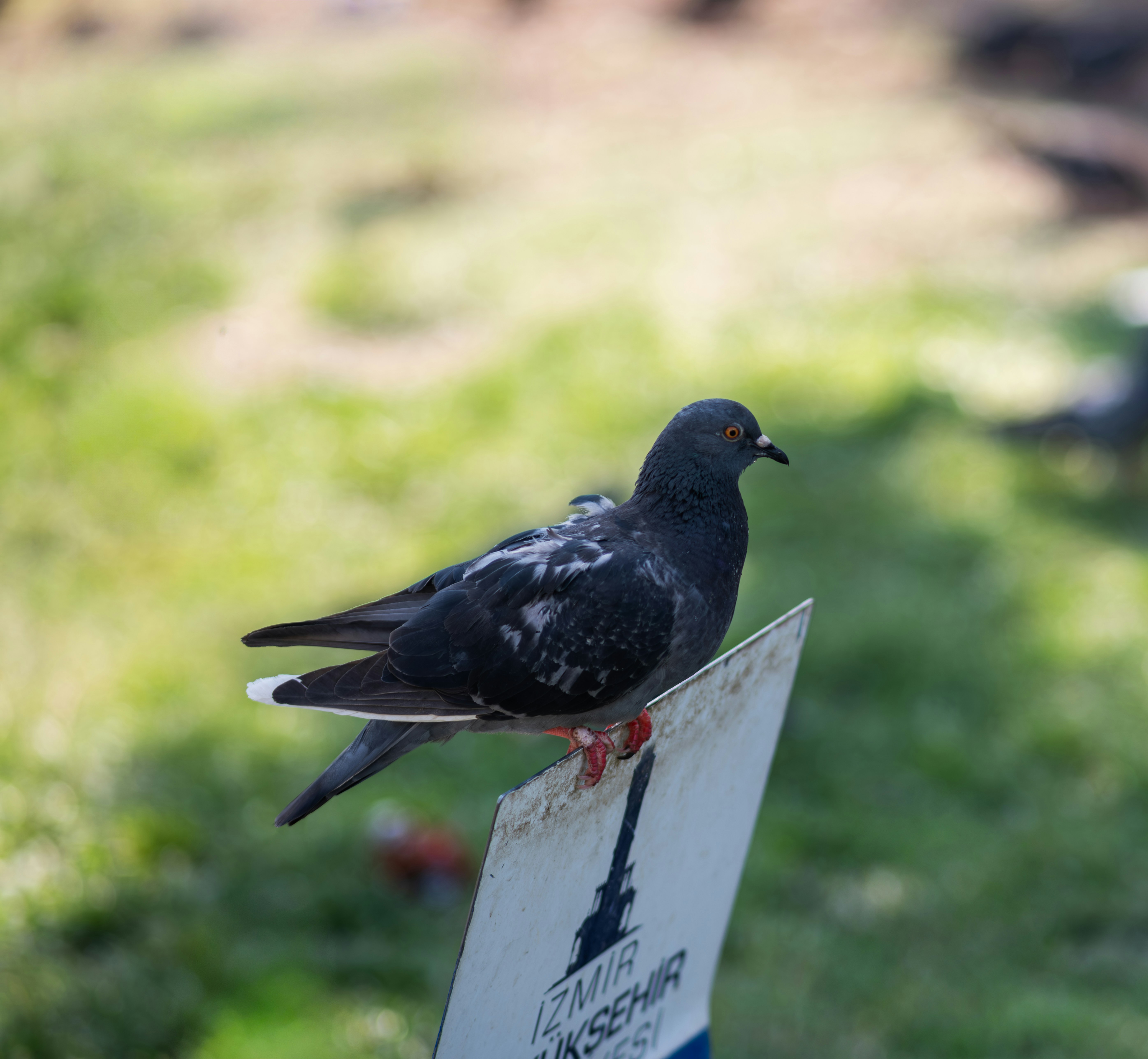 Um pombo empoleirado em uma placa branca.
