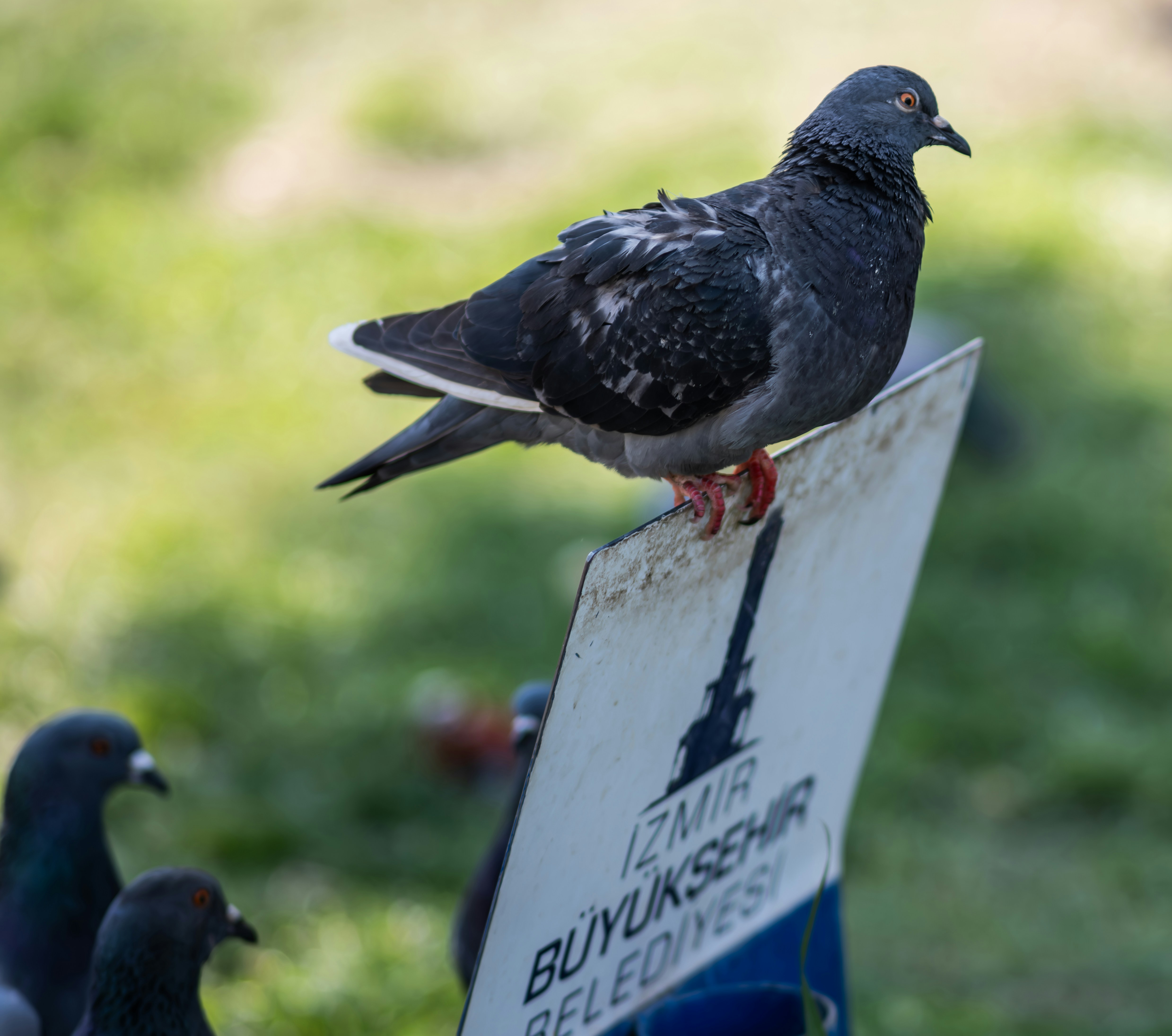 Um pombo pousa em uma placa branca com texto em turco.