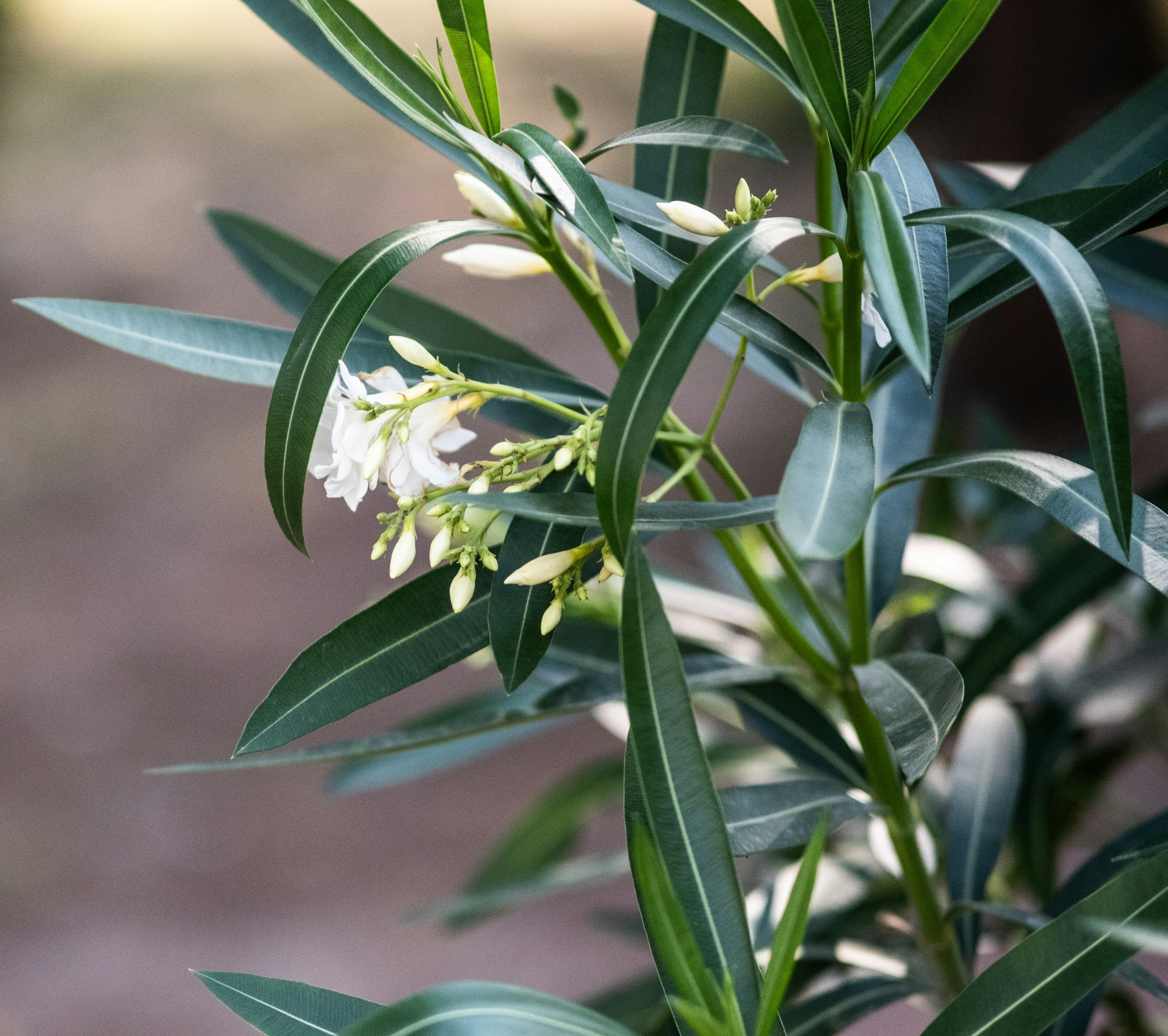 Delicadas flores brancas e botões em uma planta verde e exuberante.