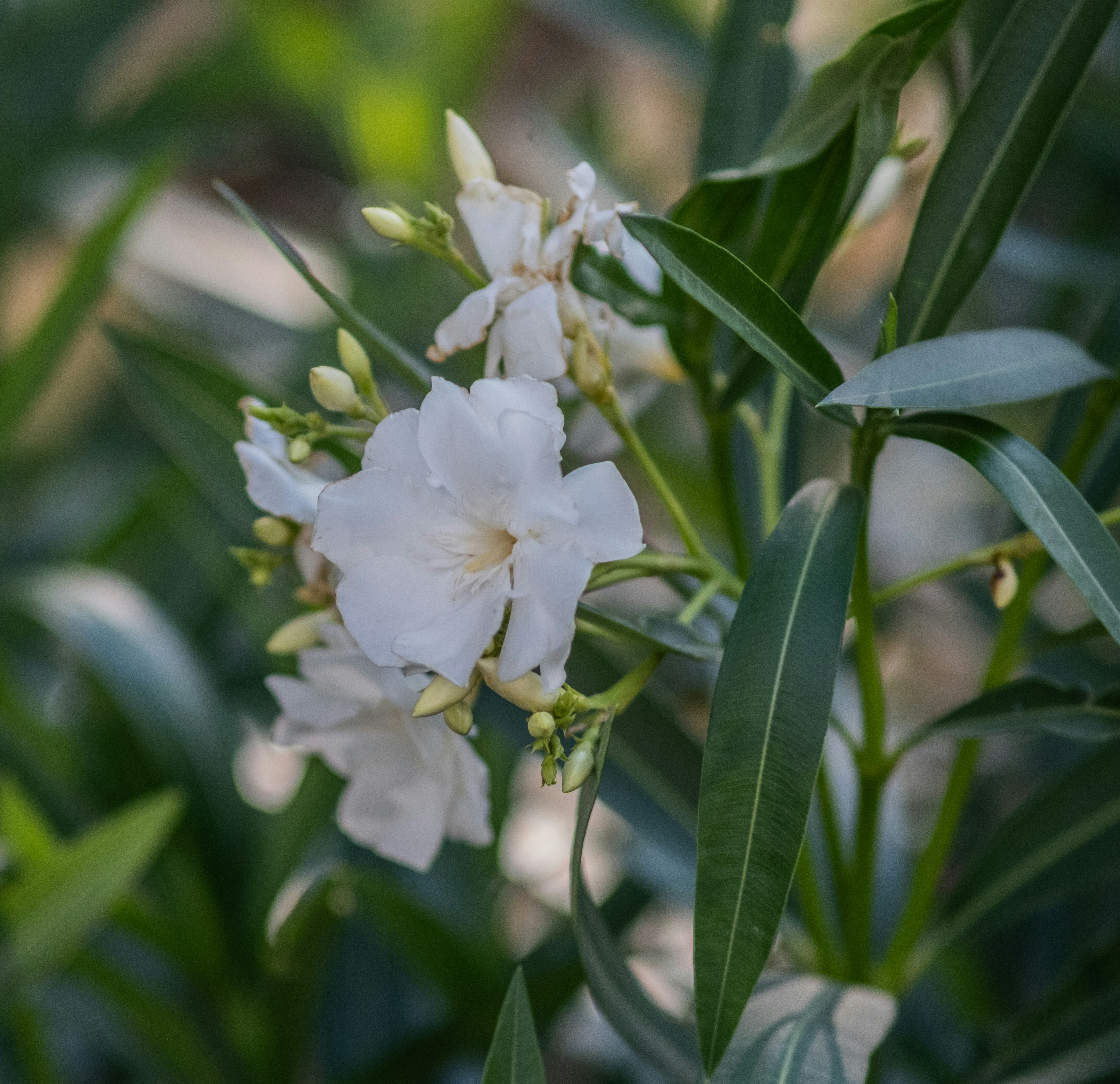 Flores brancas desabrochando em uma planta verde e folhosa