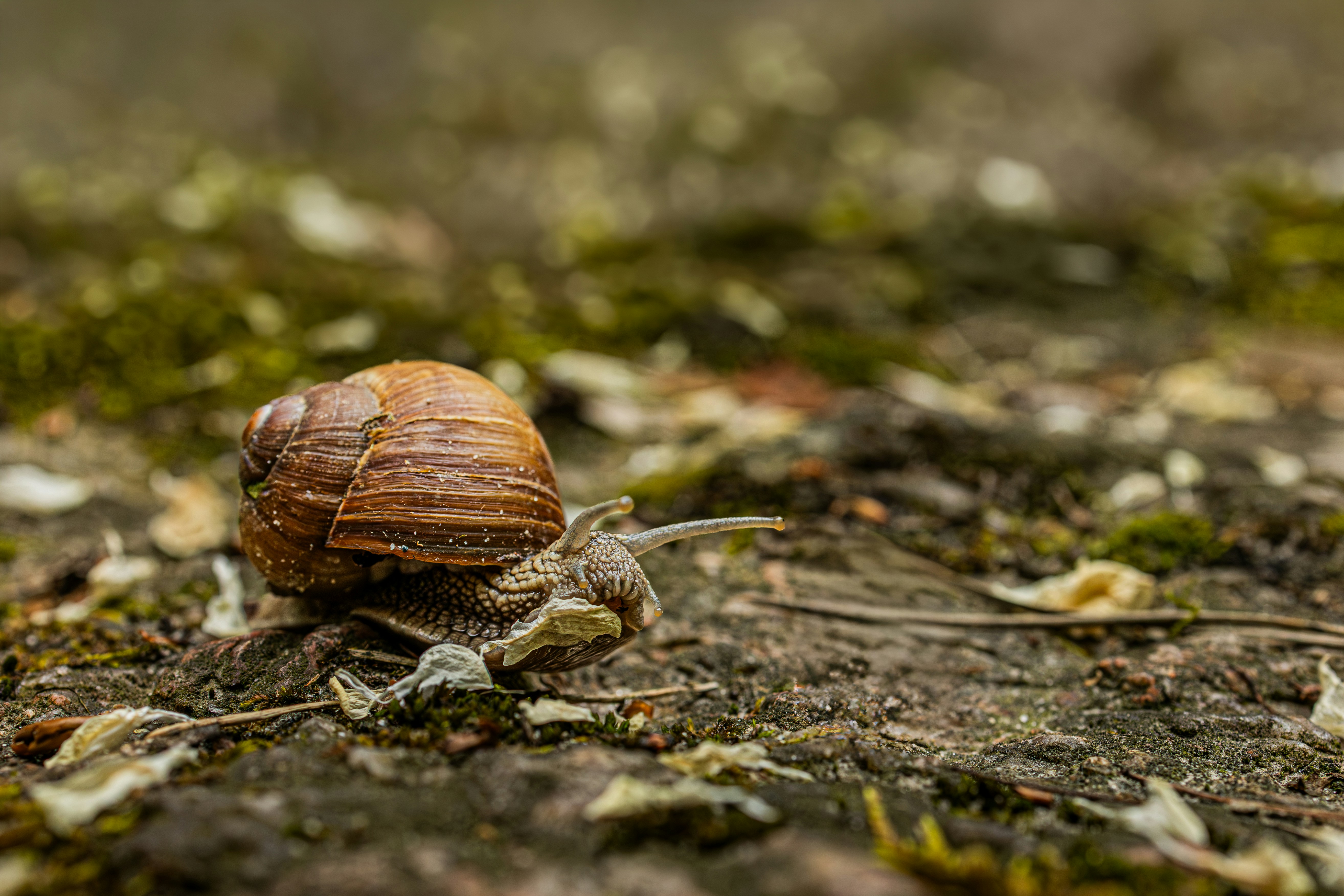 Photo by anshved