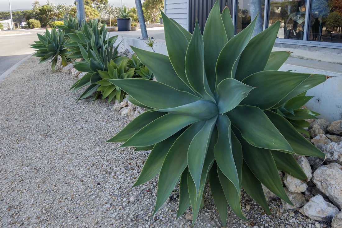 Xeriscaping & Turf in Grapevine, TX