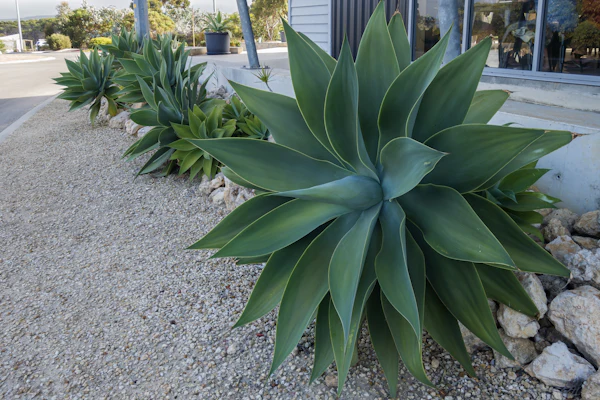 Xeriscaping & Turf in Grapevine, TX