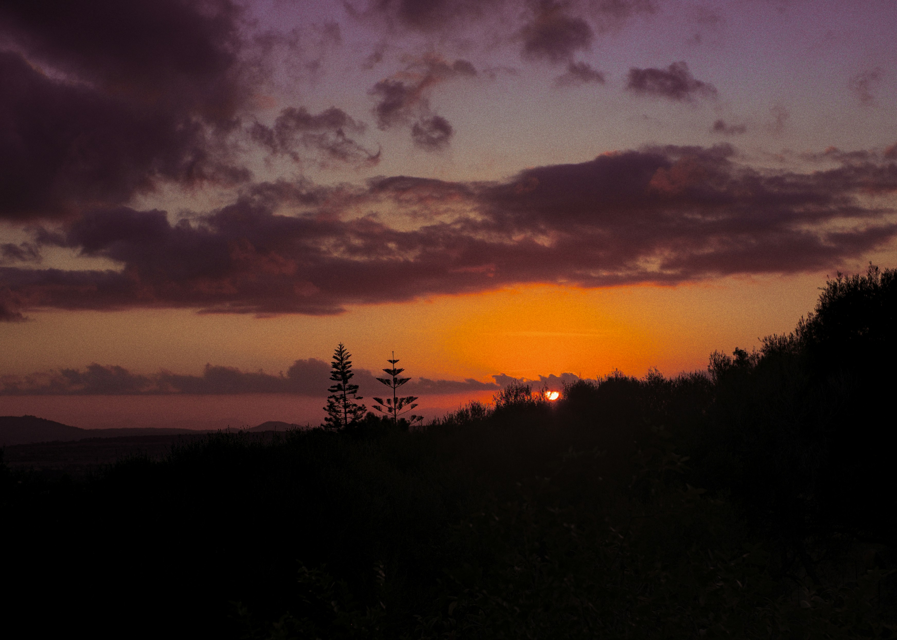 A vibrant orange sunset behind a dark silhouette of trees.