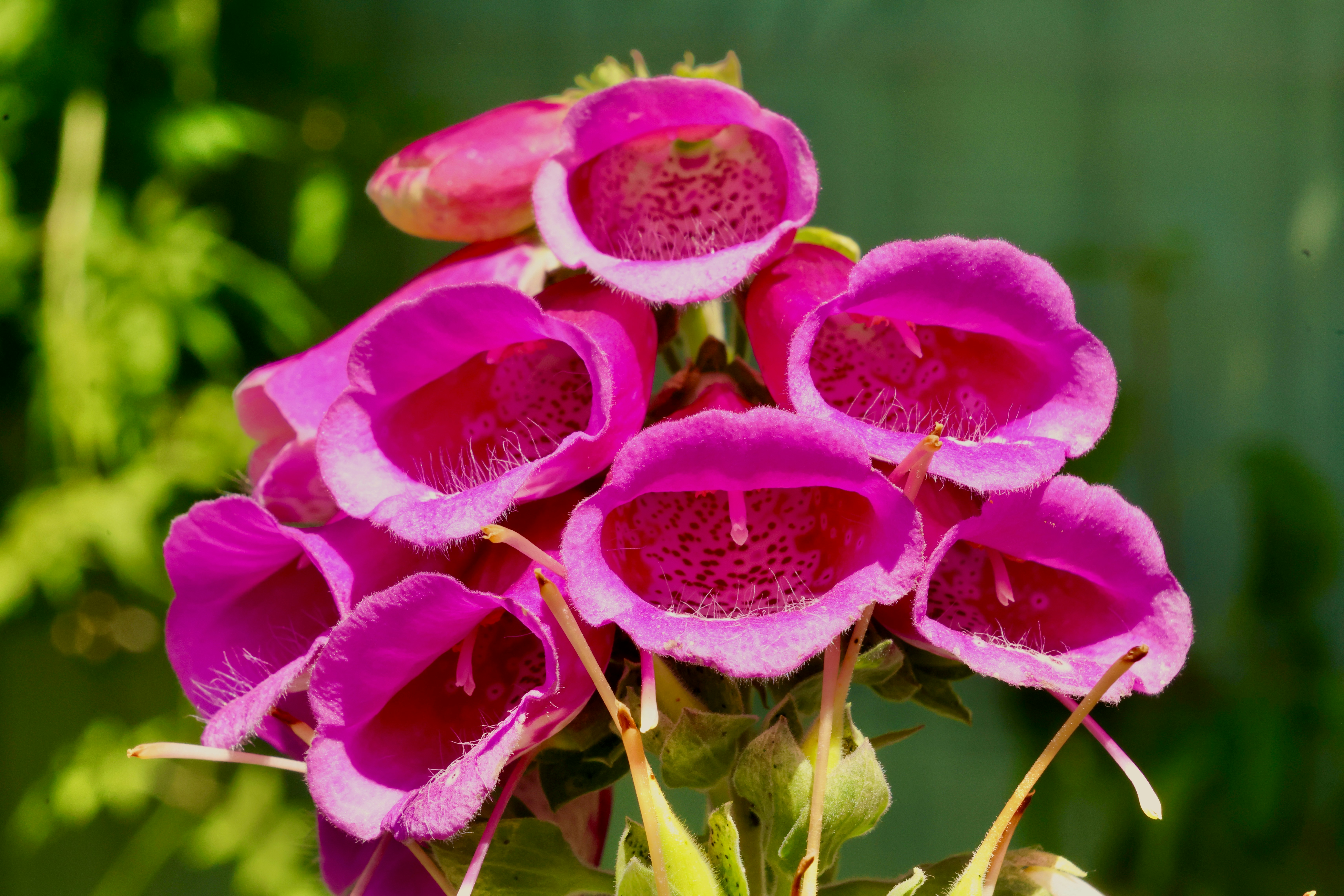 Fiori di digitale rosa vivaci che sbocciano in un giardino.