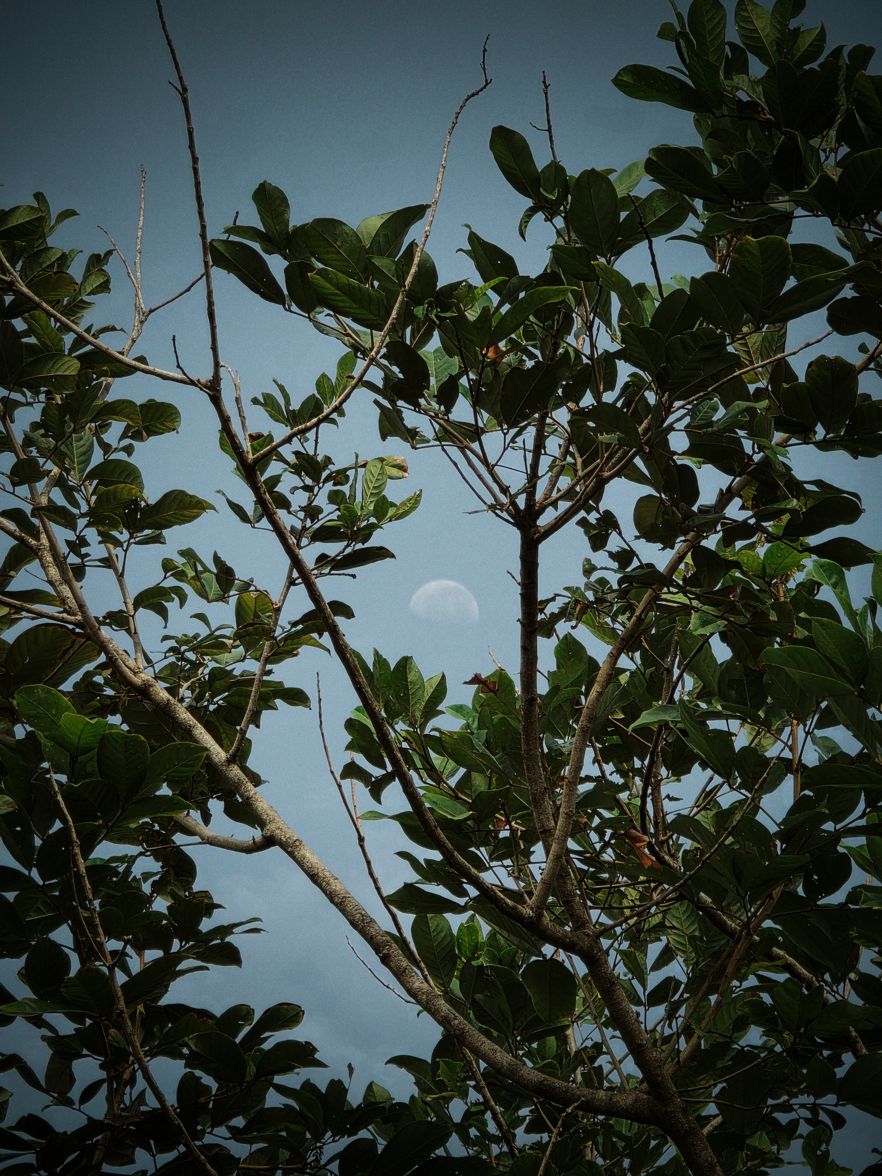 Moon visible through green tree branches against a blue sky.