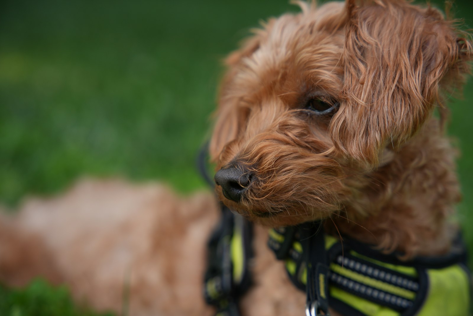 Living with a Poodle in an Apartment