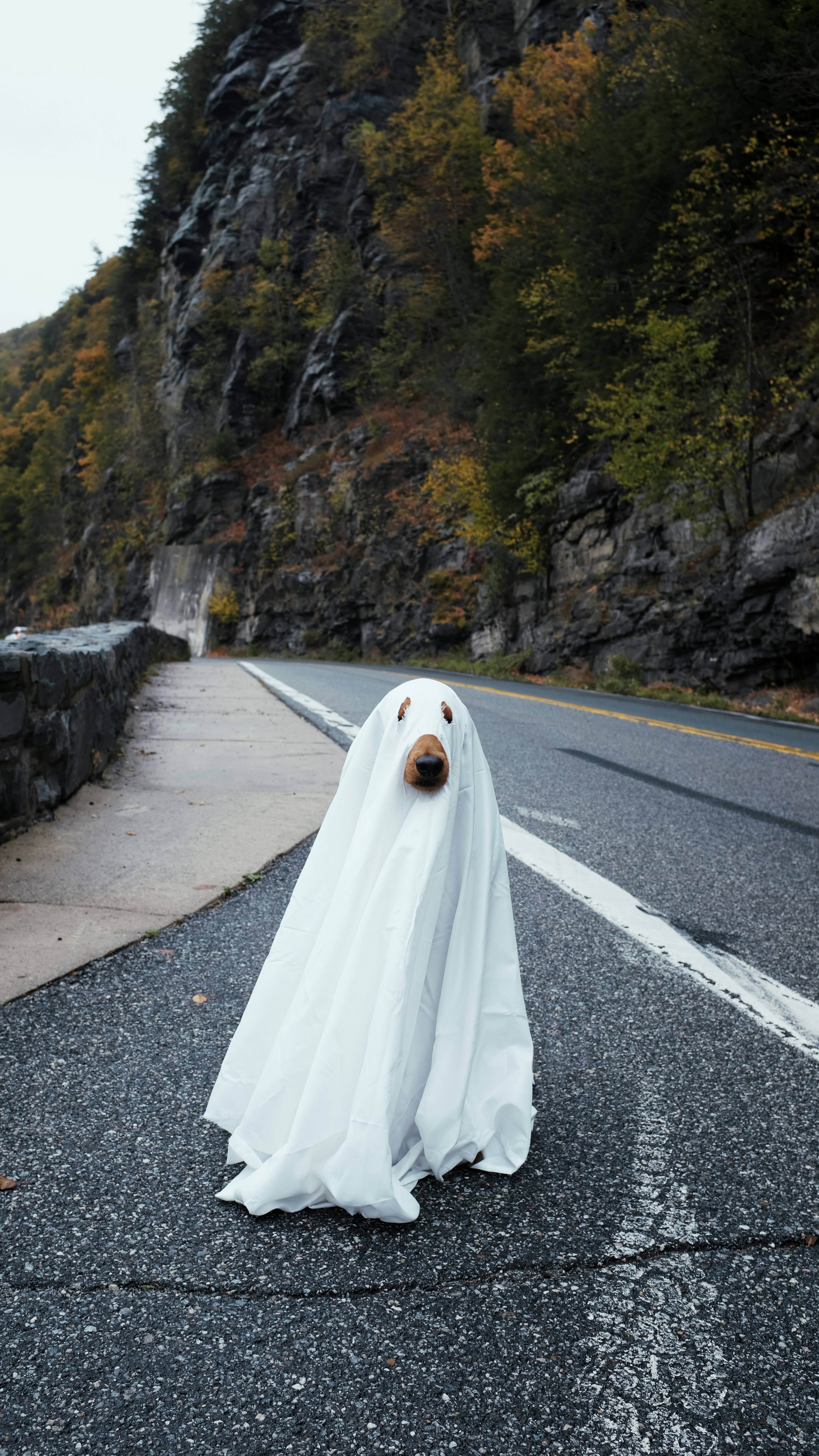 Seekor anjing berpakaian seperti hantu di jalan pegunungan.