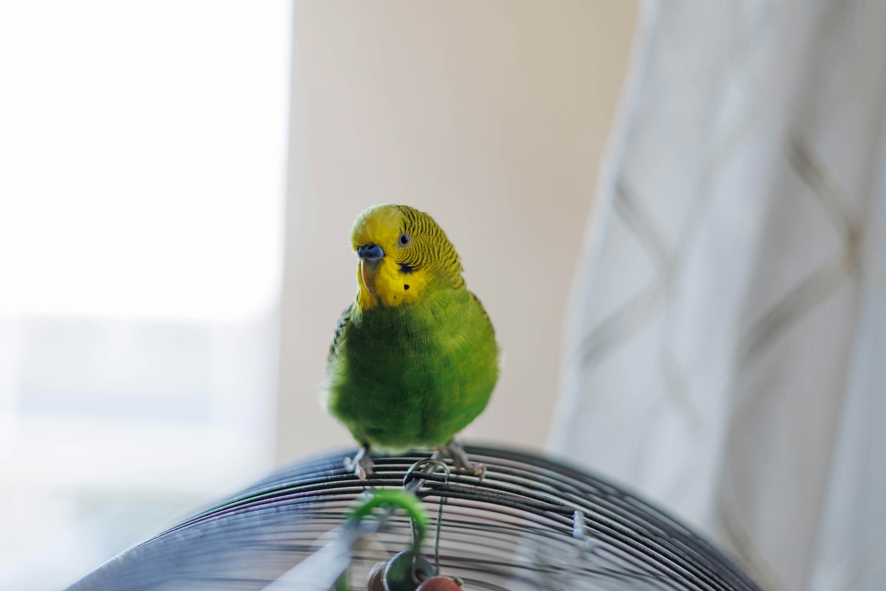 Budgerigar photo 5