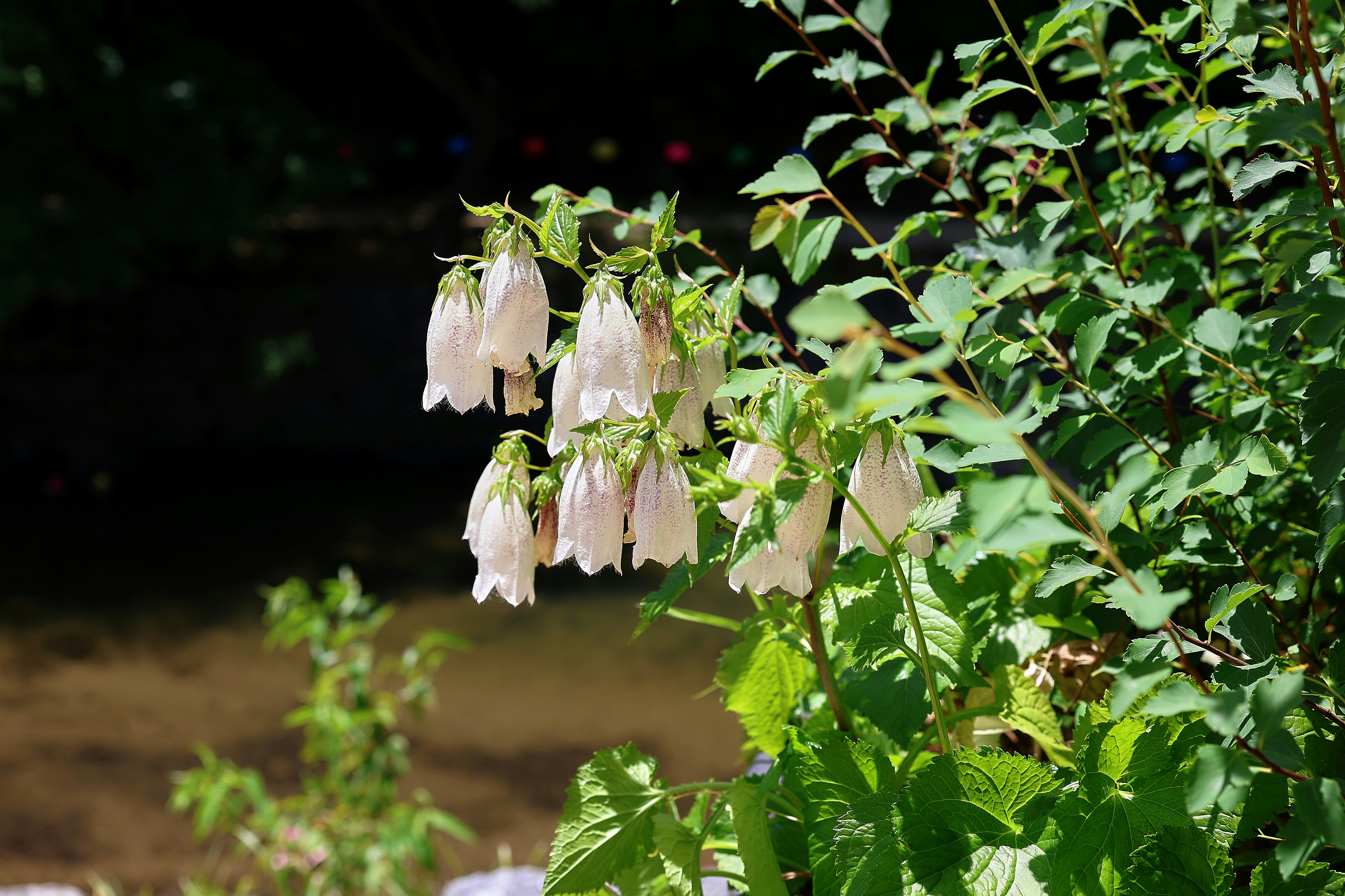 White bell-shaped flowers bloom on a green bush.