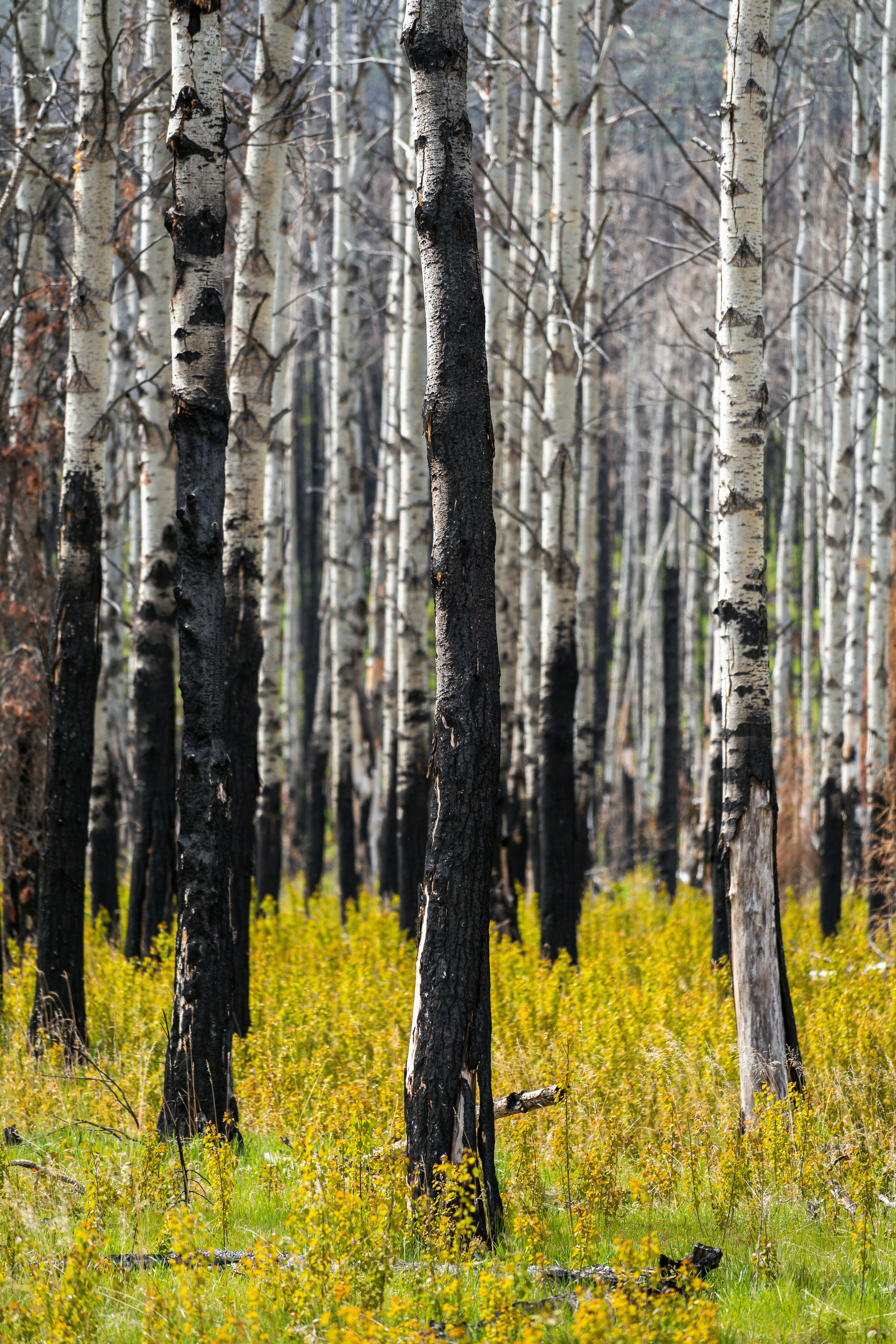 Burned and unburned birch trees stand among yellow wildflowers.