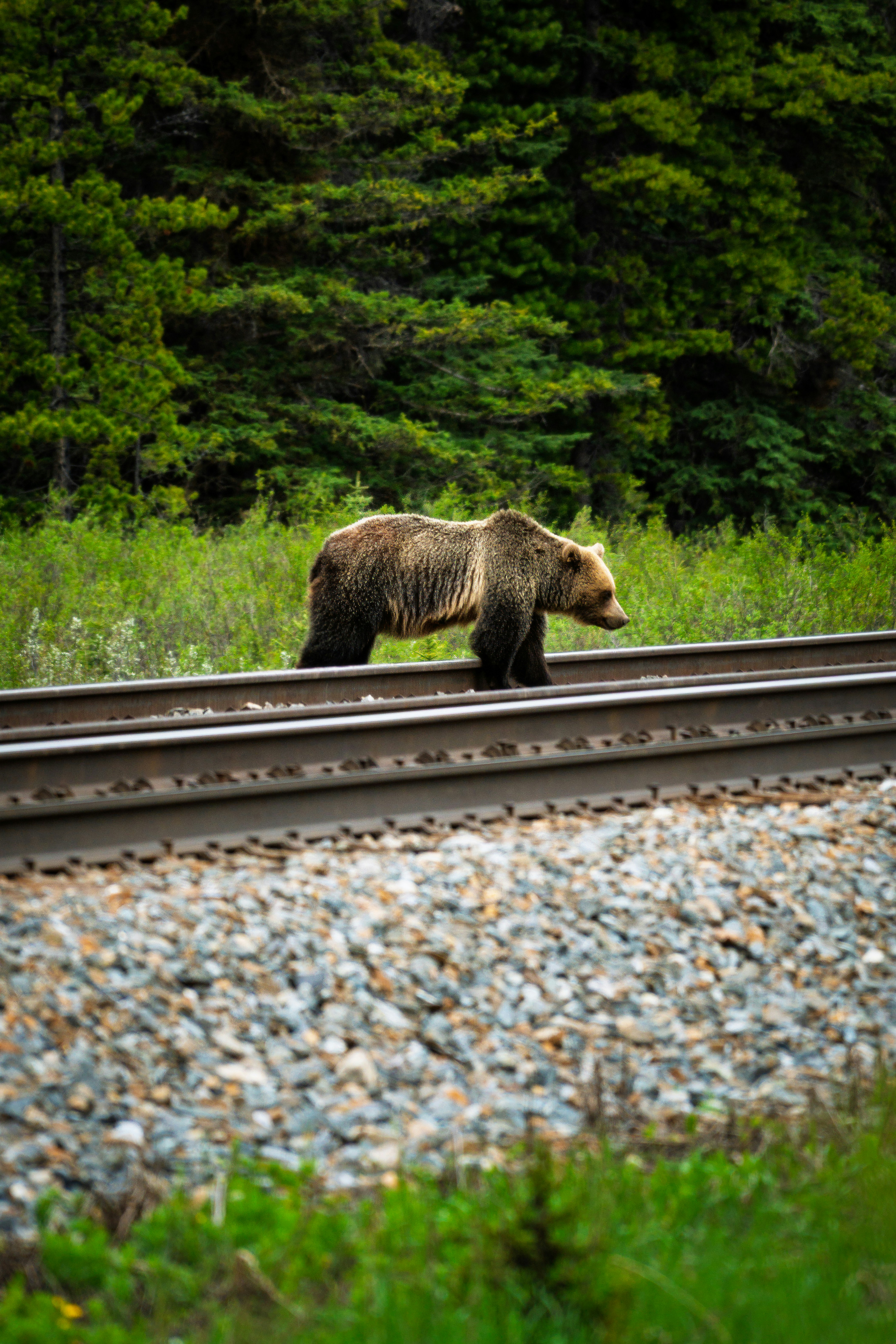 A grizzly bear walks along train tracks in a forest.