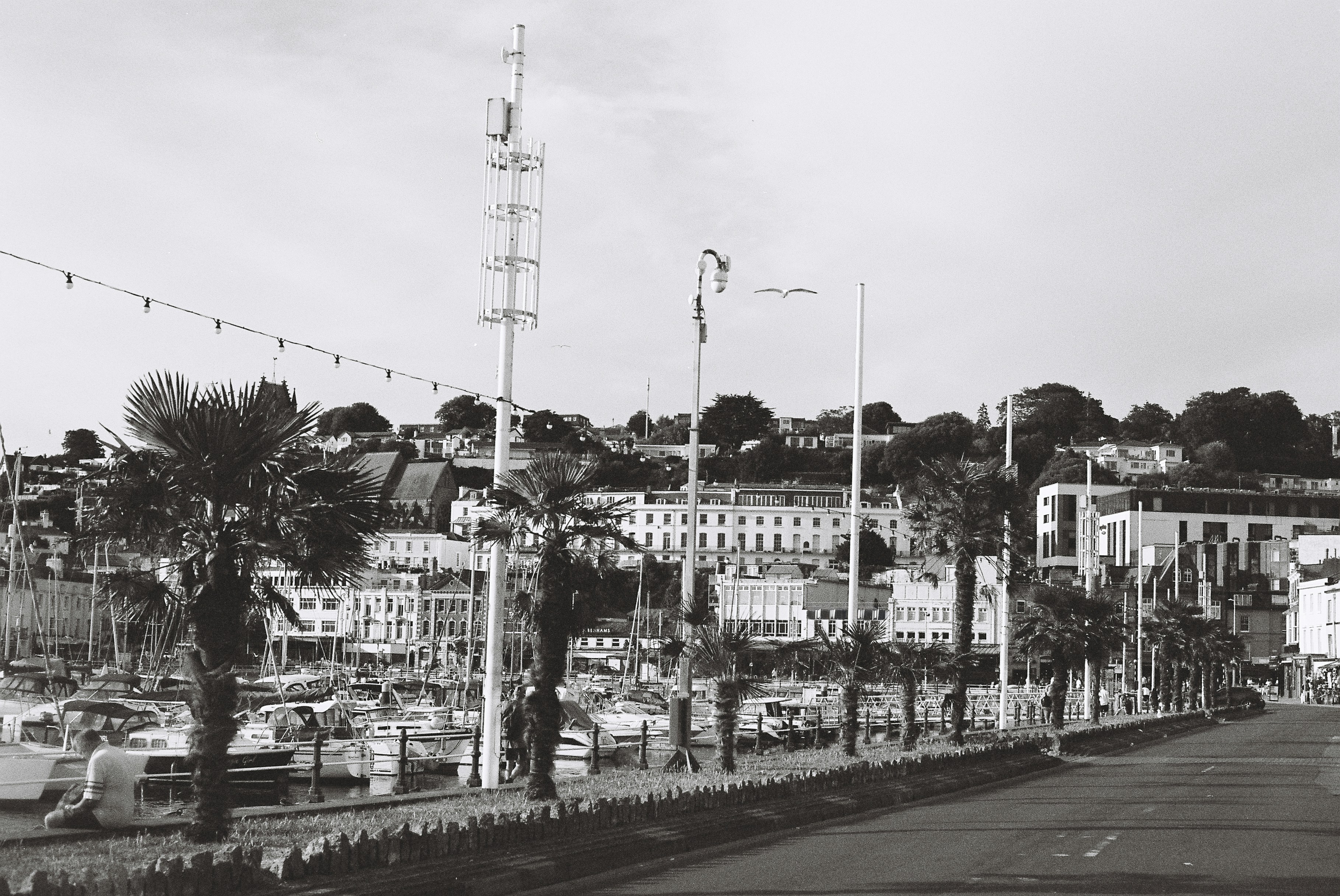 Puerto de la ciudad costera con palmeras y edificios.