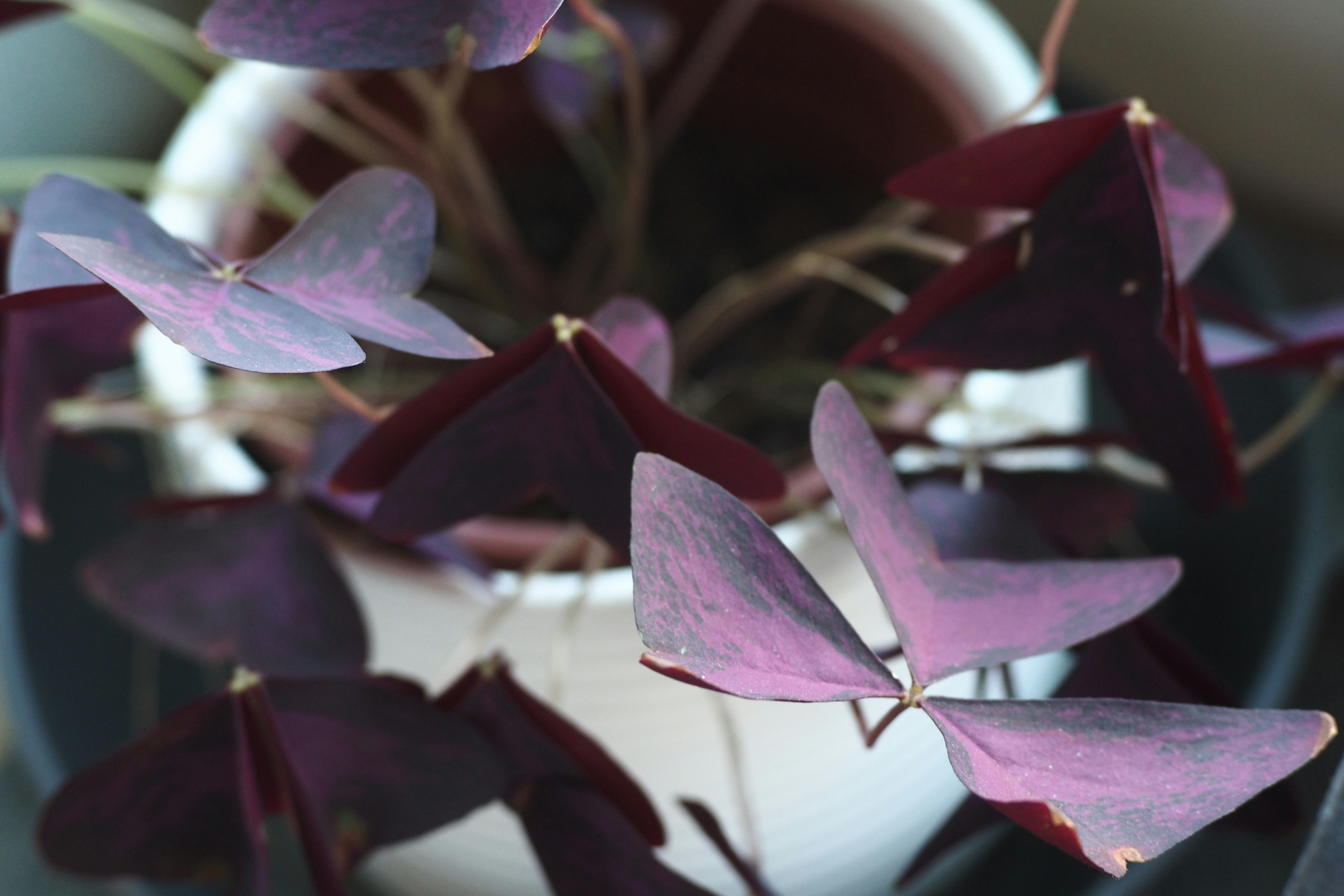 Кислиця — Oxalis triangularis