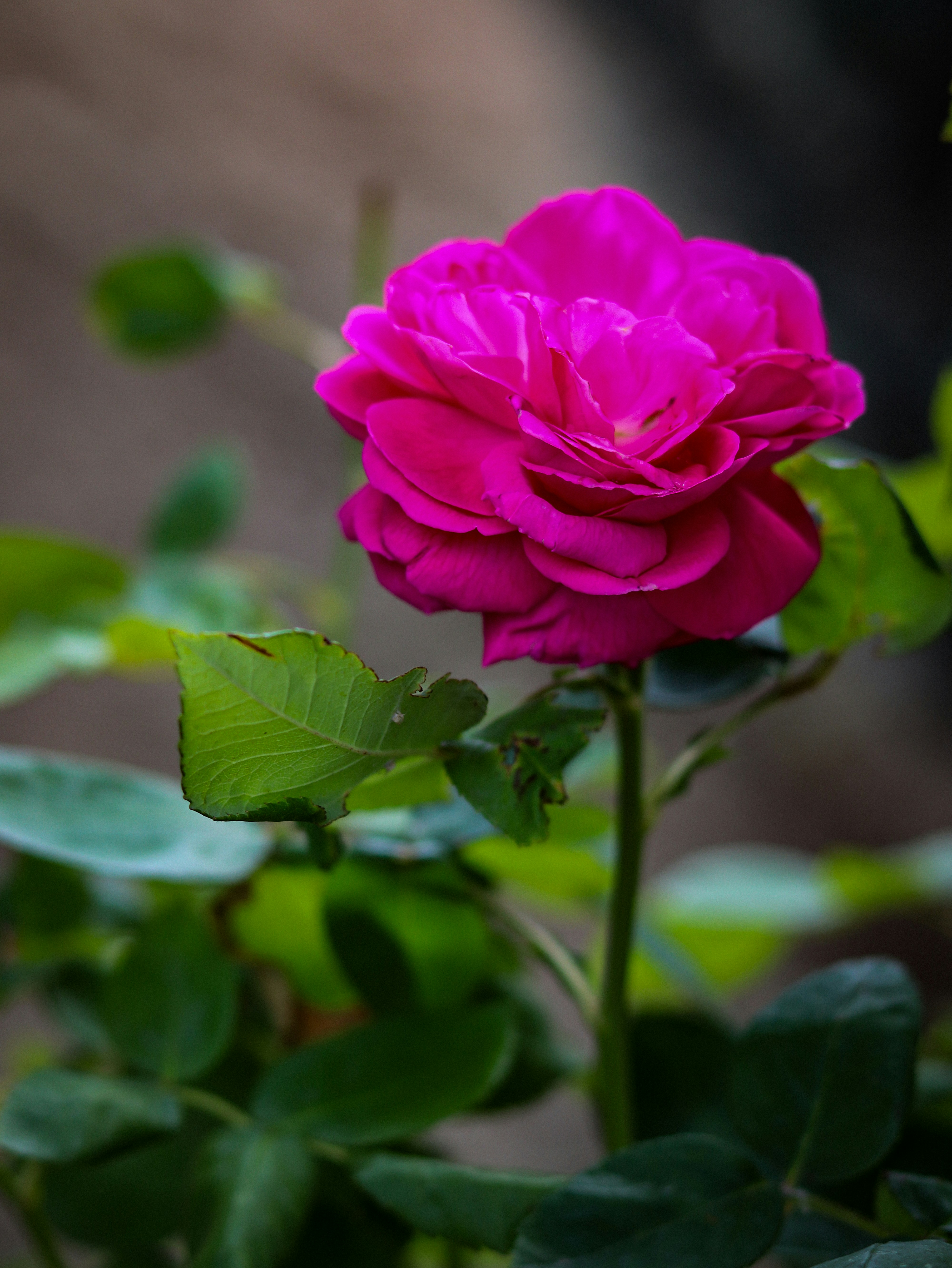 Photo by photocekici