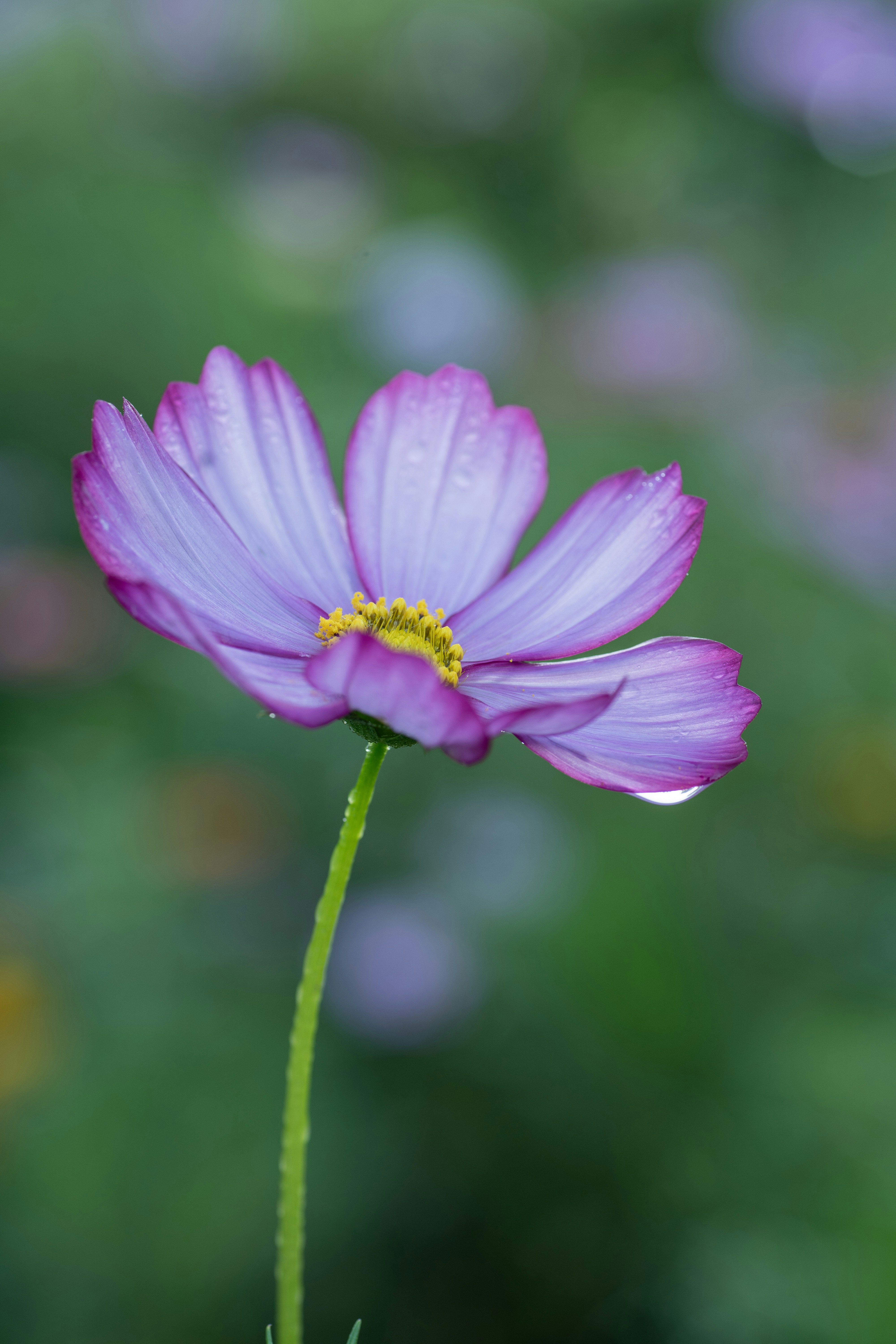 Photo by gchease