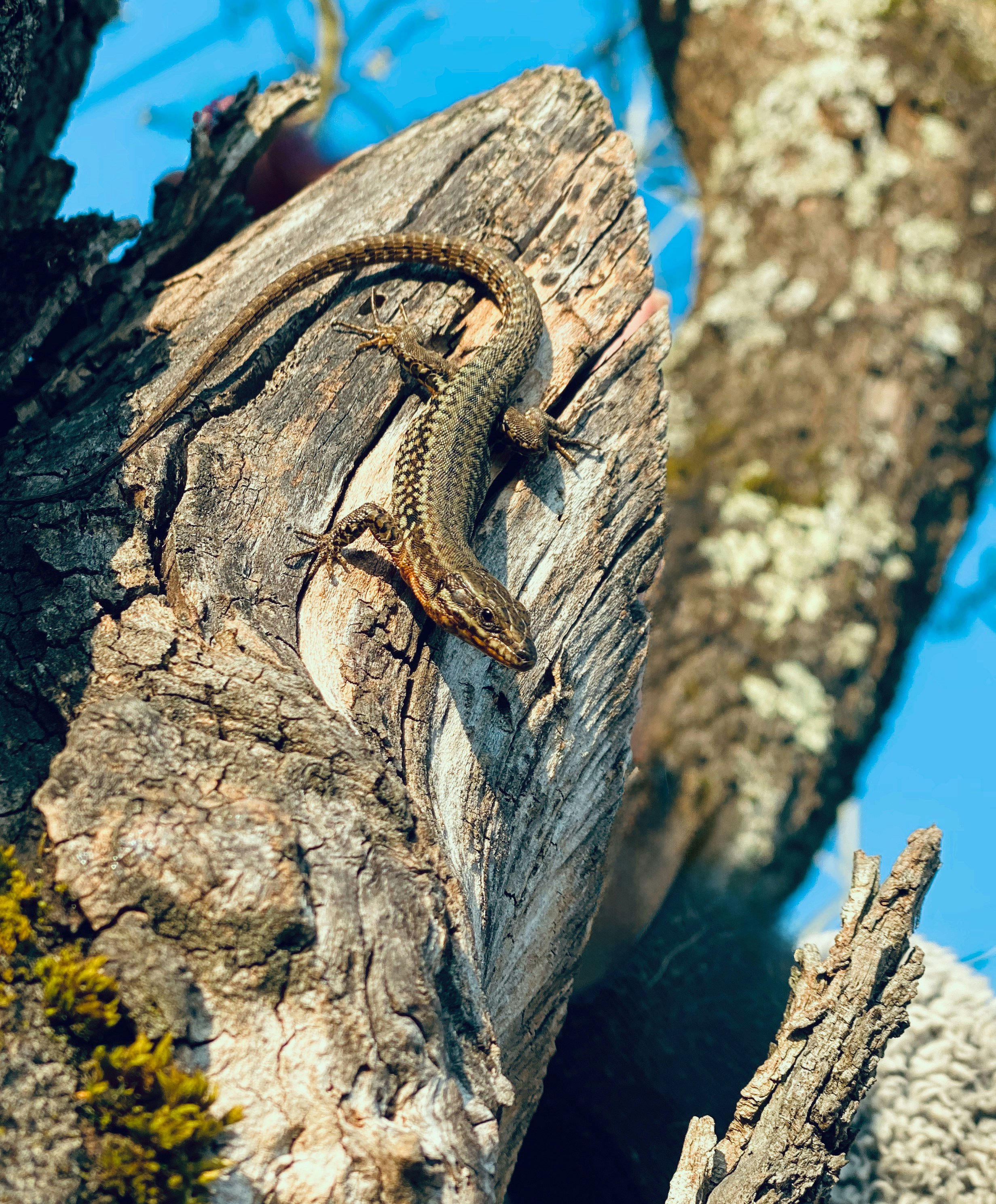 A brown lizard on a textured tree trunk.