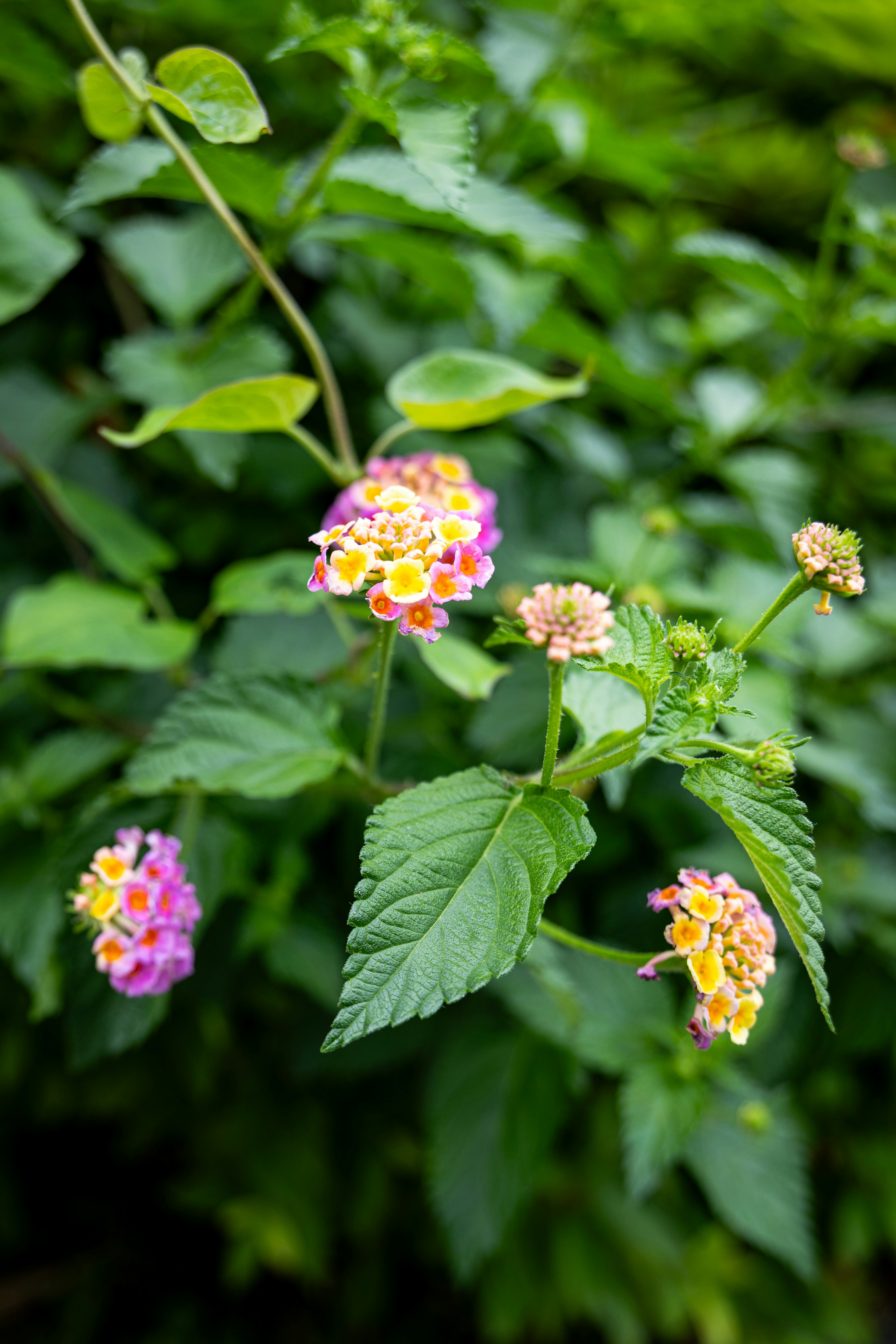 Photo by dhs4590